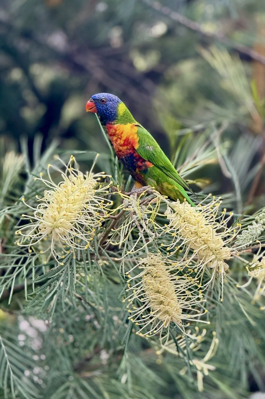 Lorikeet in my front yard, Central Coast, NSW Australia.