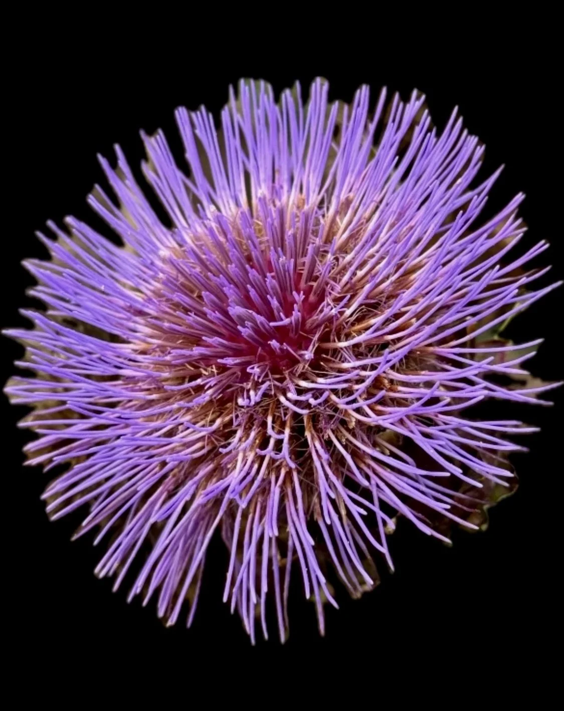 Artichoke thistle (cardoon) at Anne Hathaway's Cottage, Stratford-Upon-Avon, England UK.