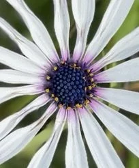 Central Coast, NSW Australia.