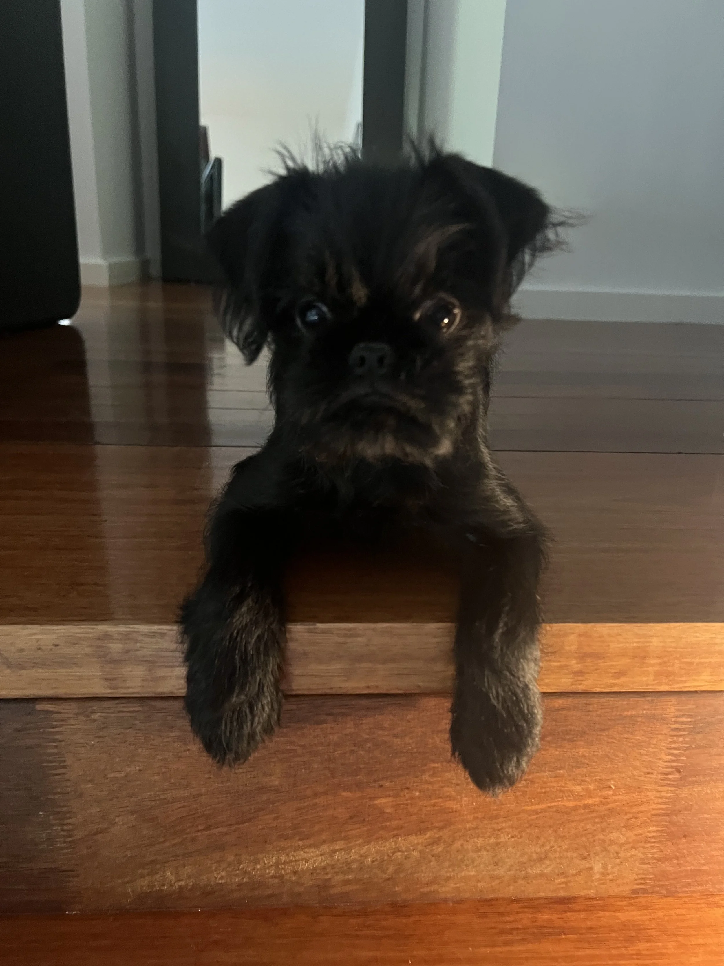 Spectrum Services Queensland Therapist Dog Scooter