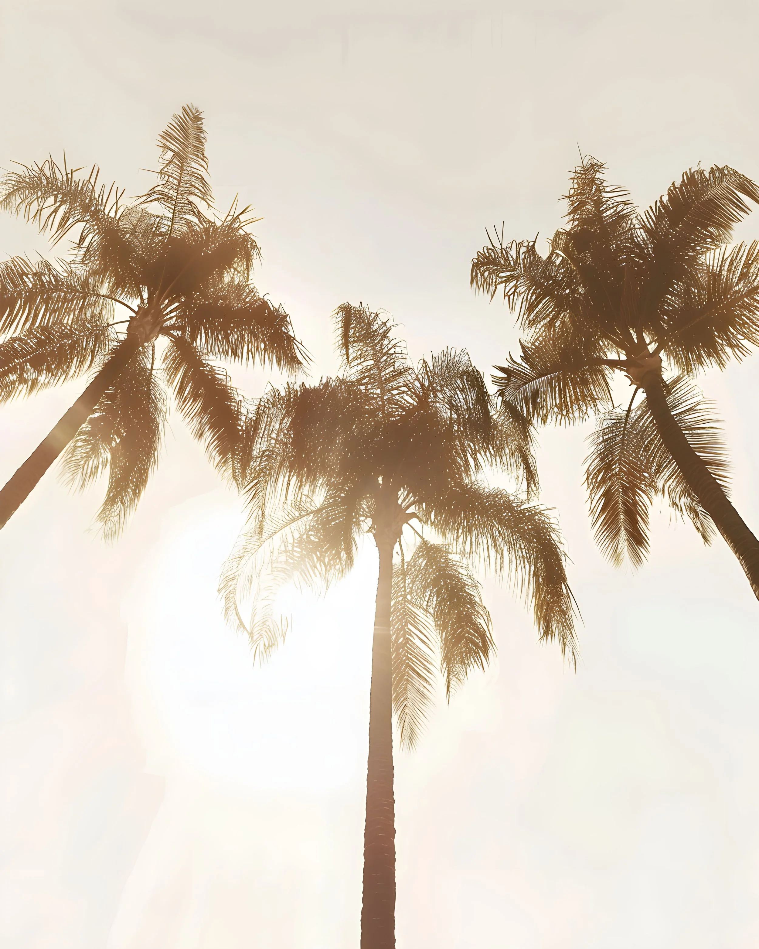 Silhouettes of palm trees against a bright sky.