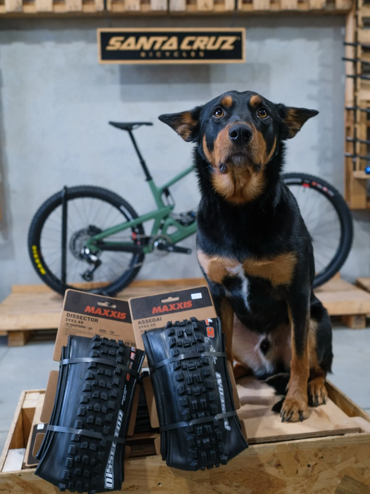 Big Maxxis drop just landed! 

Wondering what tires the team ride? 

Shop doggo SCRUB is riding the new 2025 Dissector on the rear and the Assegai on the front. Probably the most nimble rider in the team he loves fast open trails but also rails corne