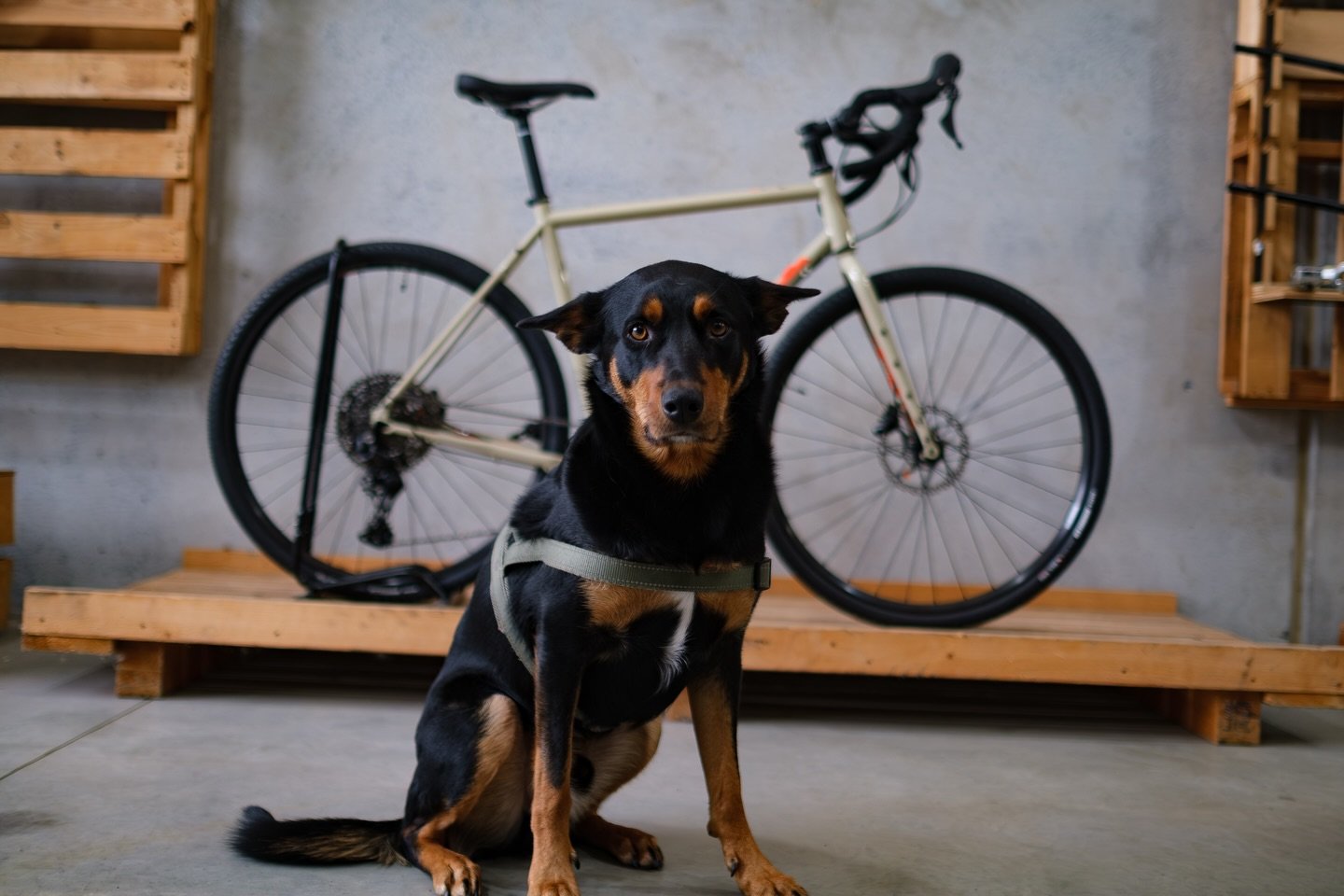Shop doggo scrubs knows what&rsquo;s up and he reckons you should too&hellip;

Check out our bike garage (All the sweet builds we have on our shop floor) 

Link in our bio - https://www.cyclingo.com.au/bike-garage