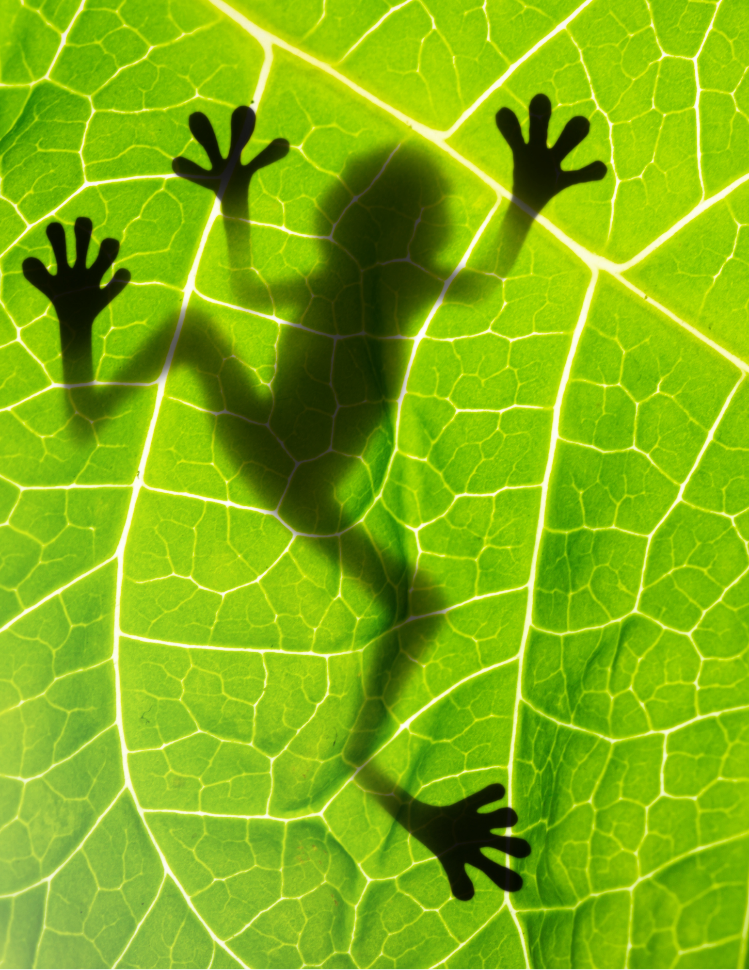 Shadow of a frog on a bright green leaf with prominent veins.