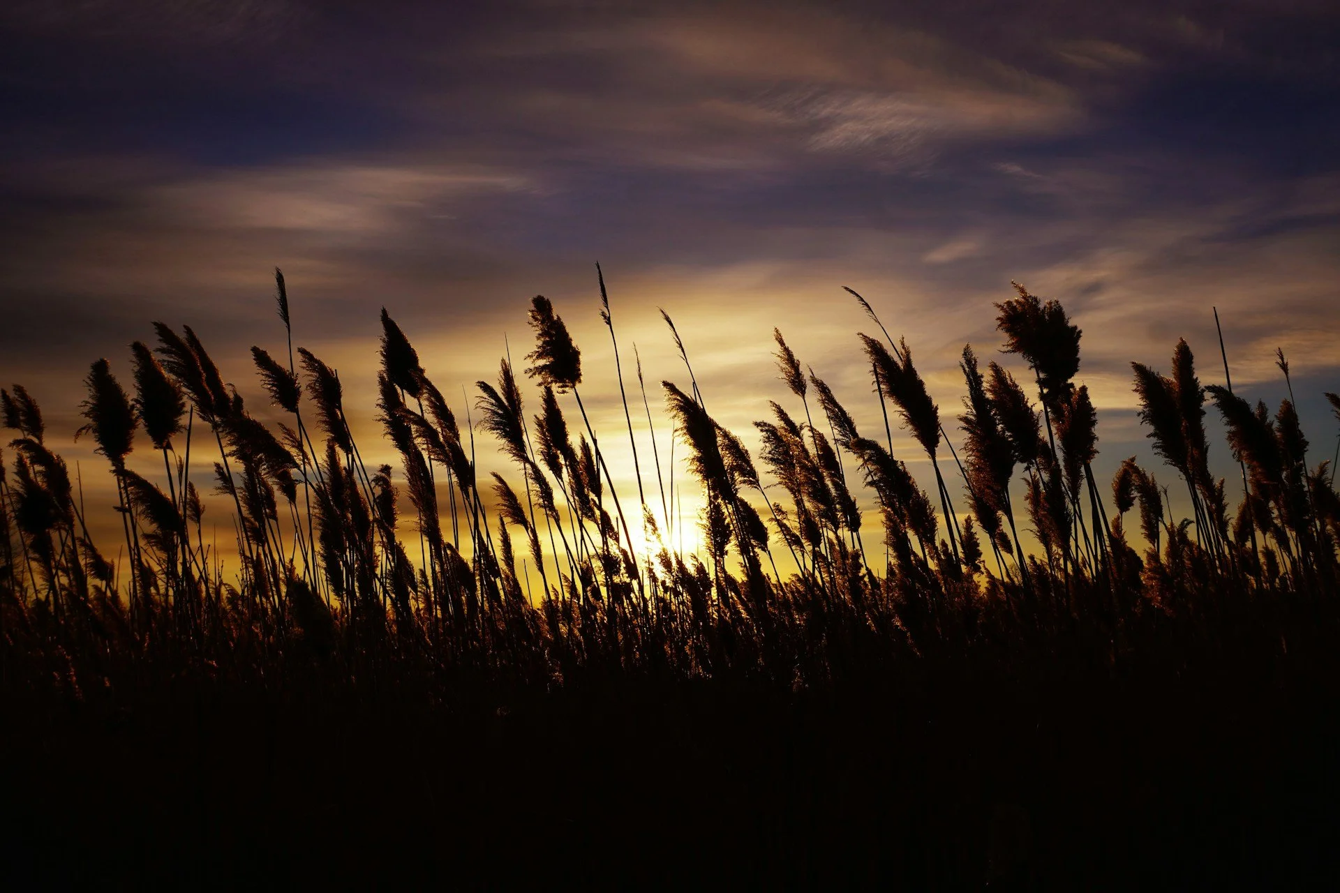Tall grass swaying in front of a setting sun with a colorful sky and wispy clouds.