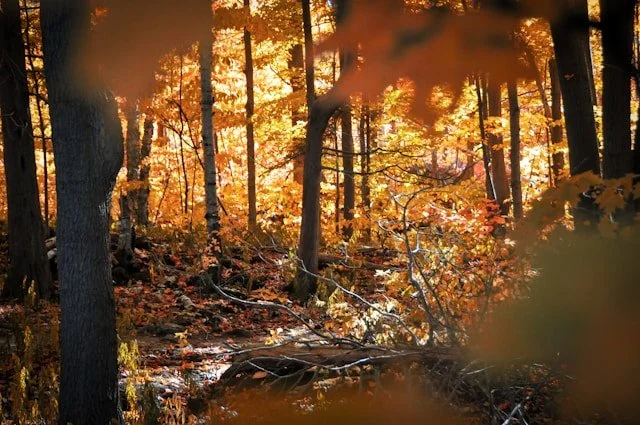 Sunlight filters through autumn trees in a forest, illuminating the foliage with warm orange and yellow hues.
