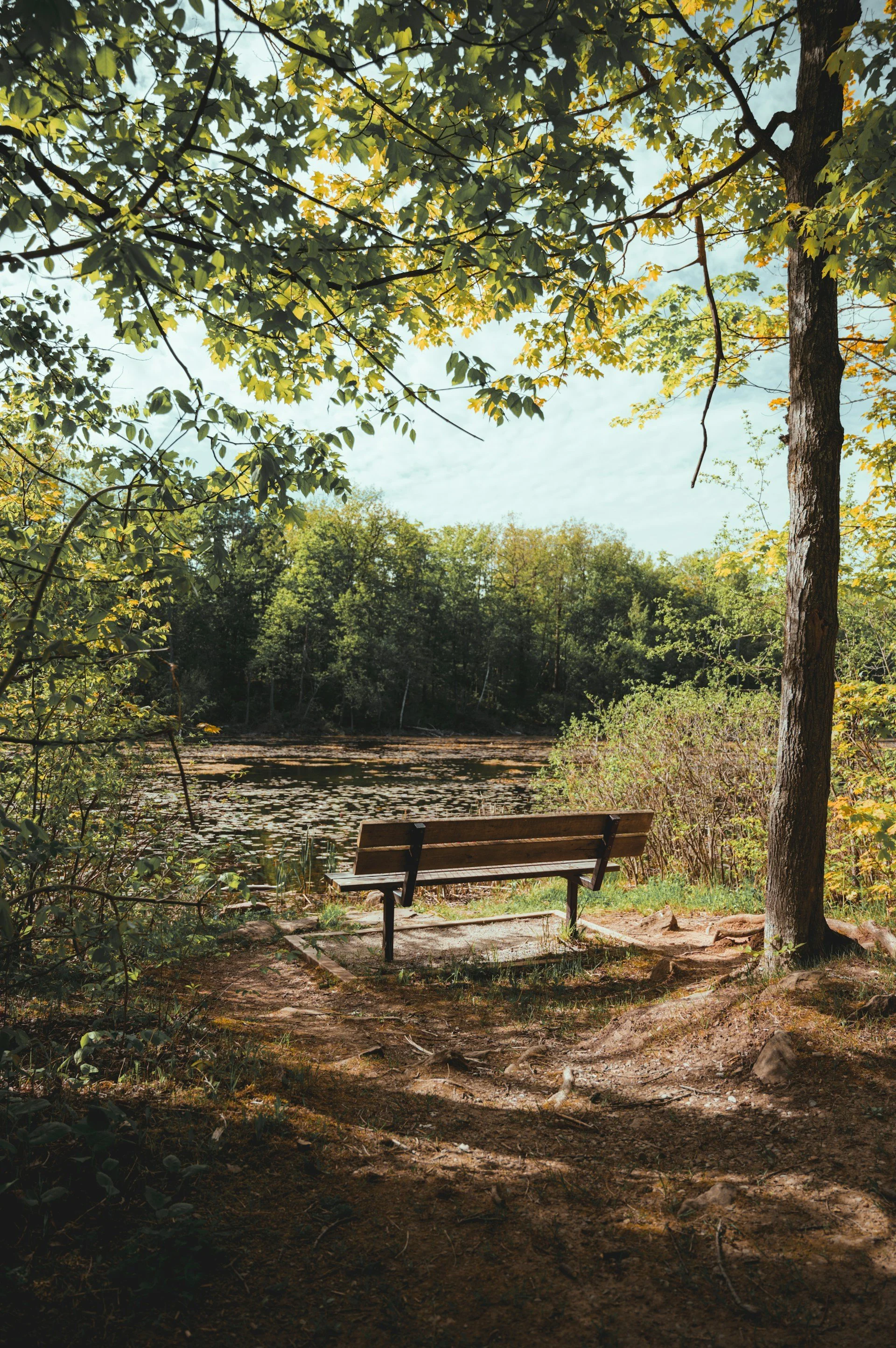 A wooden bench facing a lake with lily pads, surrounded by trees and greenery, in a peaceful outdoor setting.