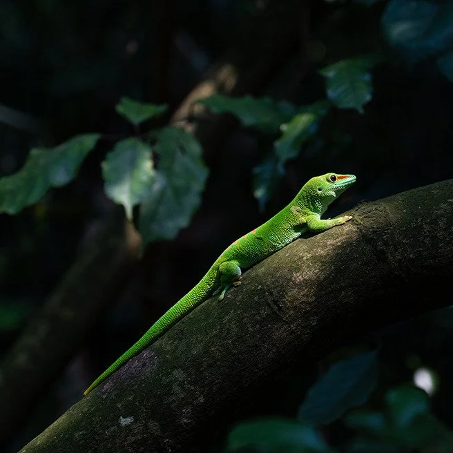 Weekly Picture Nr. 92 "Meister der Integration werden wir Menschen nie sein" read the story auf: 
www.gertkraft.ch/weekly_pictures_part_ii
#gecko #zooz&uuml;rich #masoalahalle #integration #perfectmatch #editorialphotography #animalphotogra