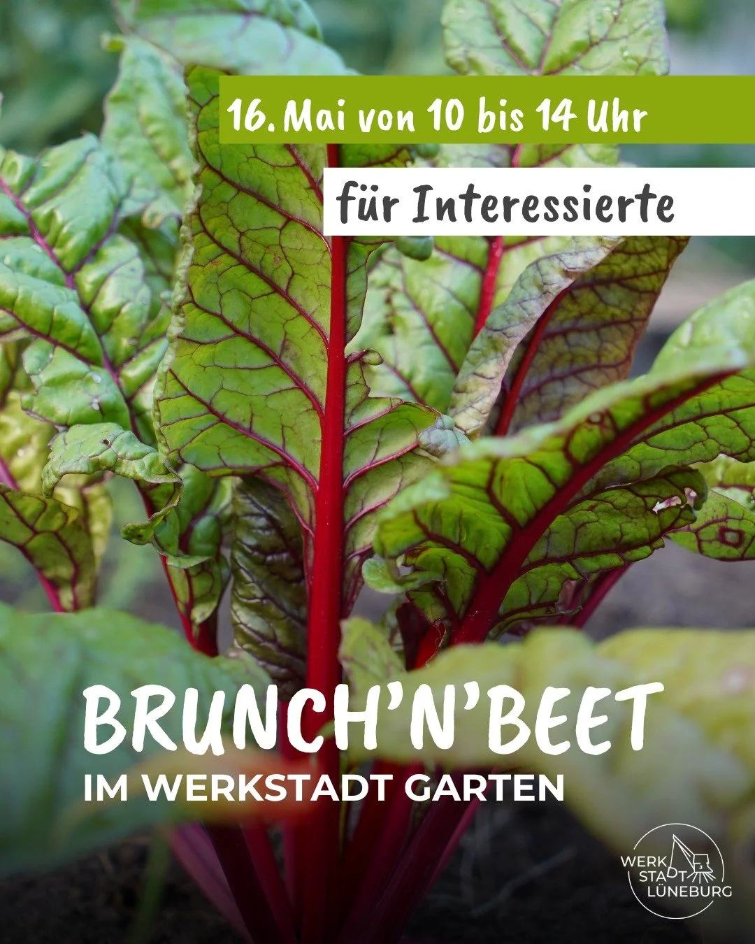 Am Samstag, den 16.5. hei&szlig;t es wieder "Brunch'N'Beet" in unserem WerkStadt Garten! 🌱

Was das Brunch'N'Beet ist?

Ungef&auml;hr alle vier Wochen treffen sich unser Garten-Mitglieder in unserem Kleingarten, um gemeinsam zu buddeln, zu