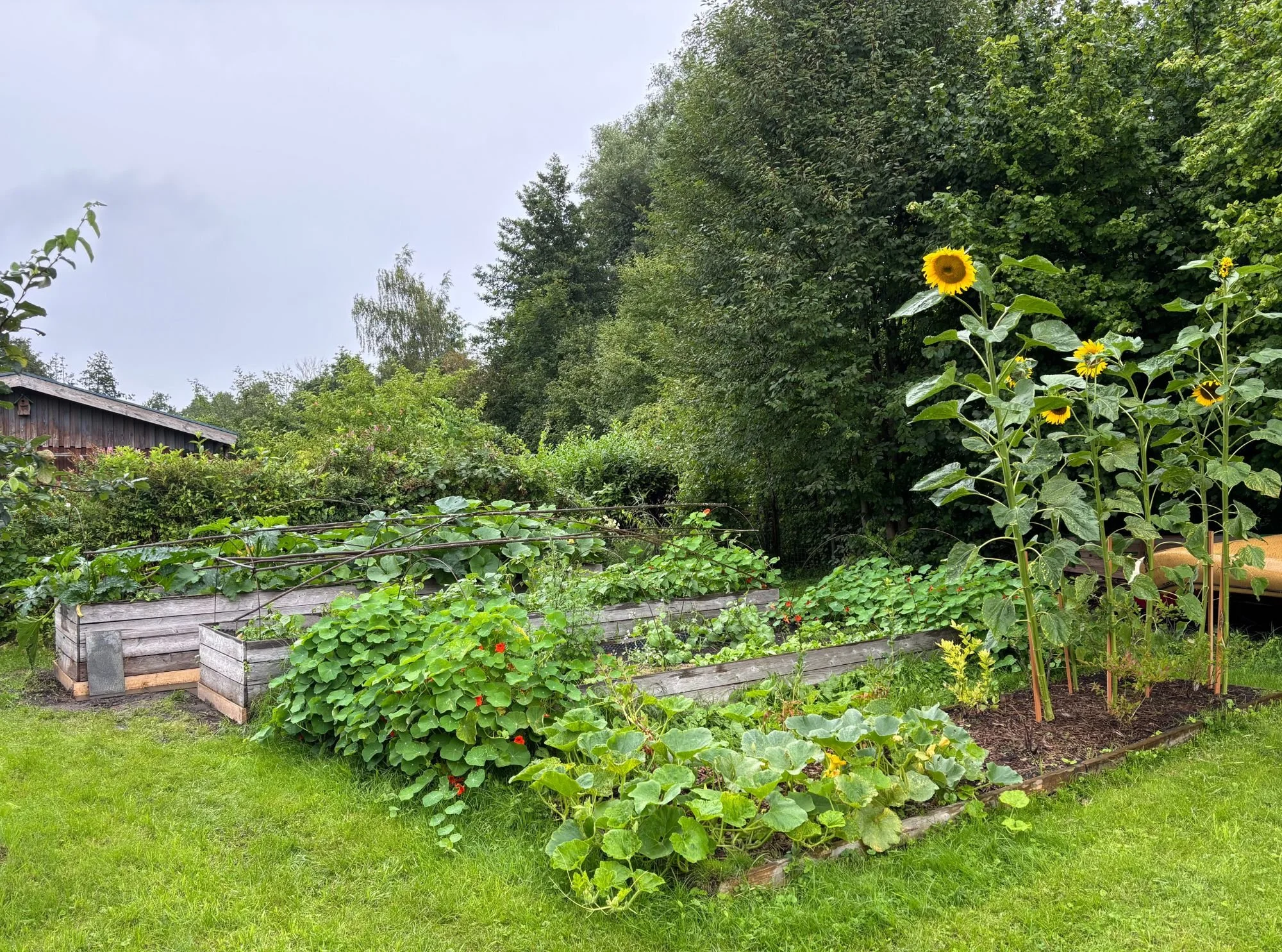Hochbeete im Schrebergarten