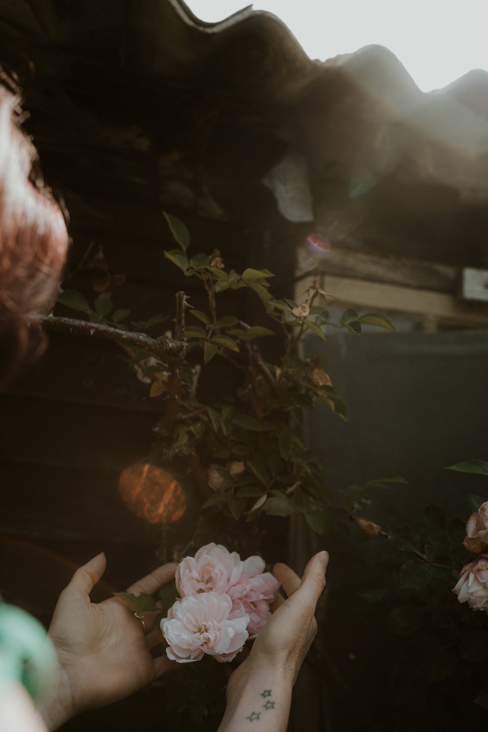 A woman holds a pink rose in her hands tenderly