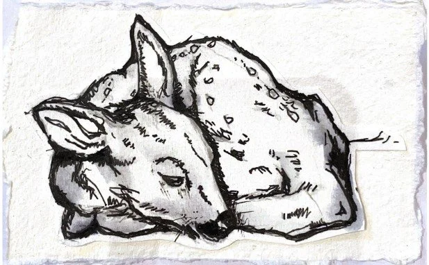 A resting deer , on A6