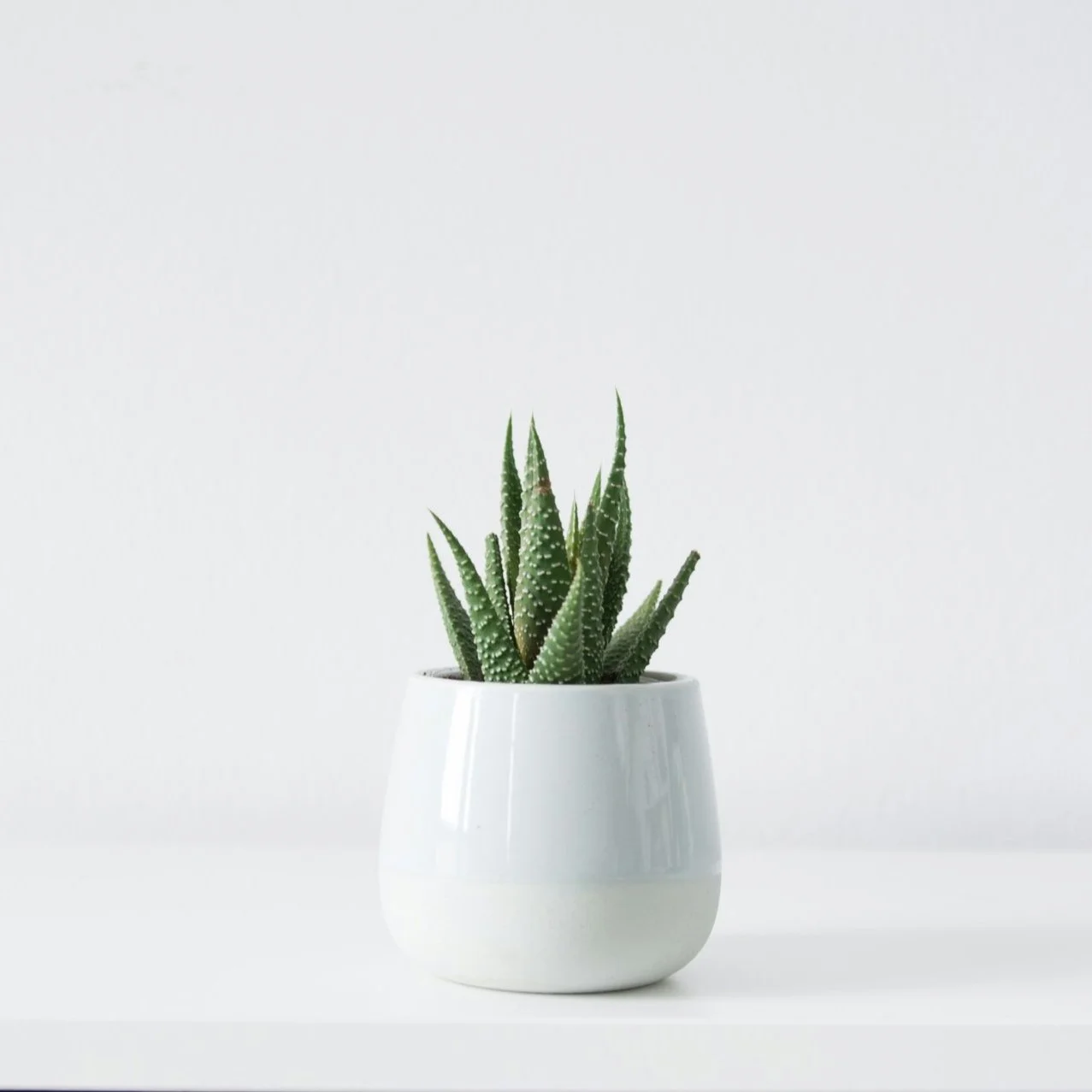 A small green aloe vera plant in a white ceramic pot on a white surface against a white background.