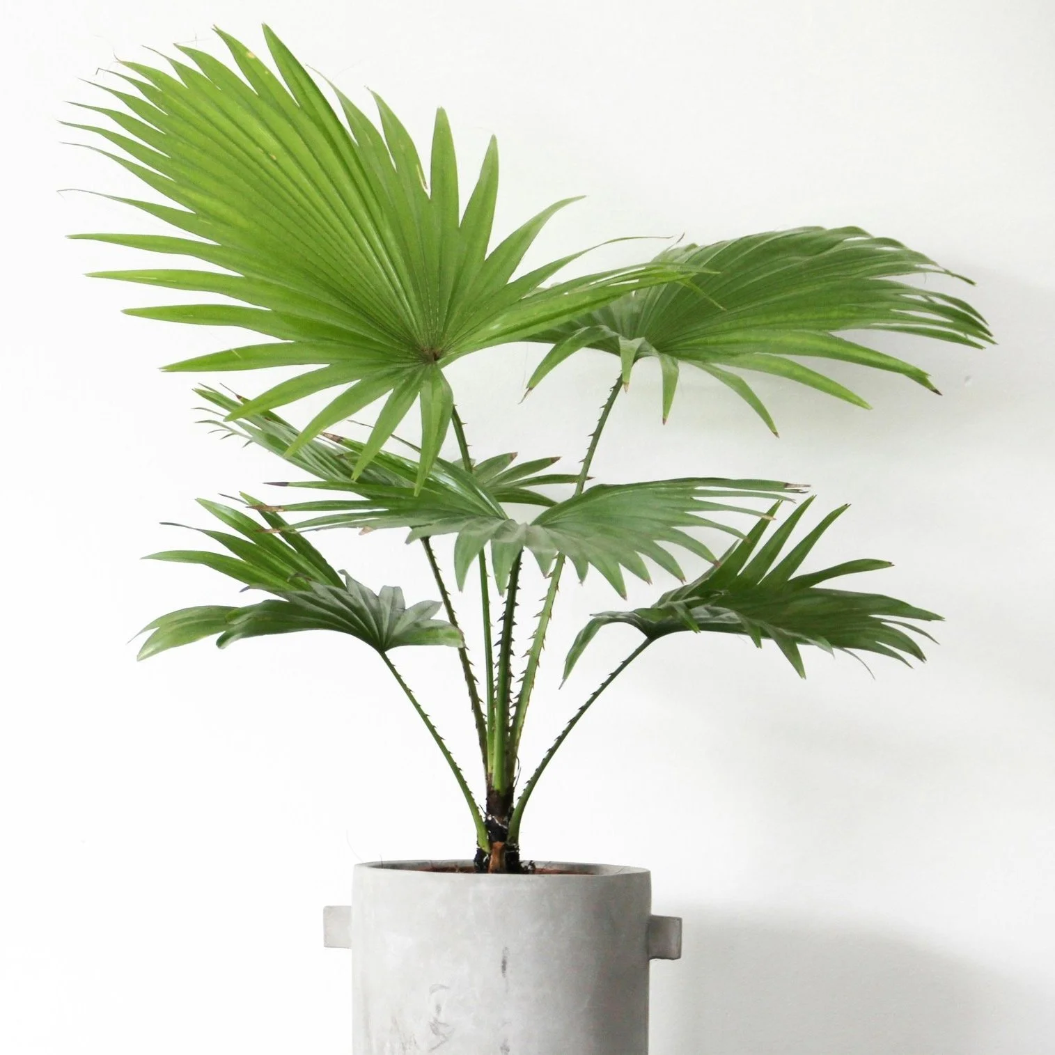 Potted palm plant with large green fronds against a plain white background.
