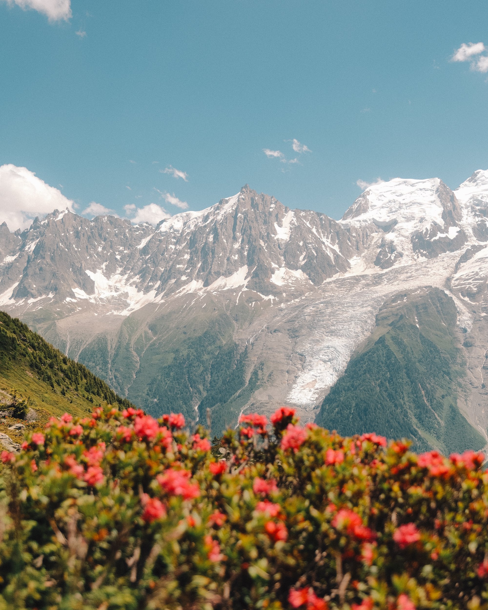 Montagnes enneigées avec des sommets et un ciel bleu clair, flore alpine avec des fleurs roses au premier plan. Paysages, photo, montagne, rando, randonnée, sport, outdoor, exposition