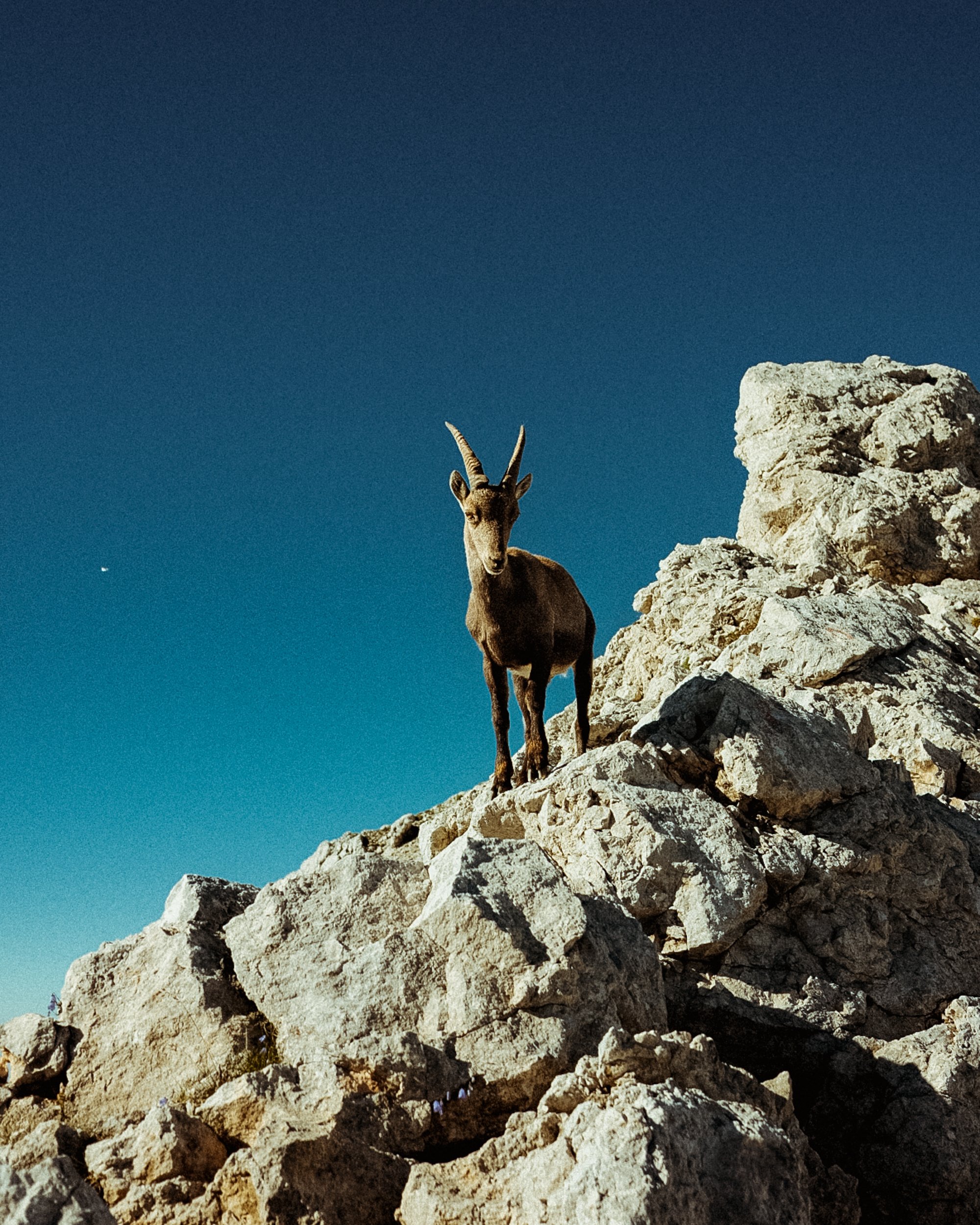 Un chamois debout sur des rochers, avec un ciel bleu en arrière-plan. Paysages, photo, montagne, rando, randonnée, sport, outdoor, exposition