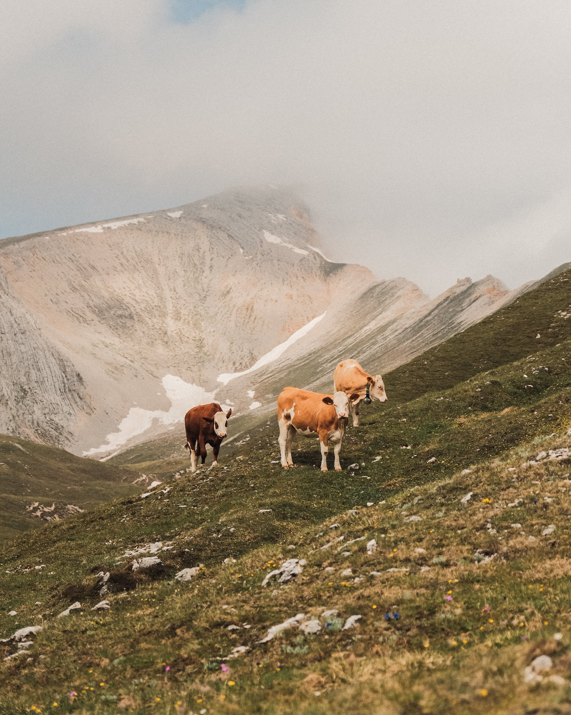 Trois vaches broutant dans un paysage montagneux avec des sommets enneigés et une végétation en contrebas. Paysages, photo, montagne, rando, randonnée, sport, outdoor, exposition. Dolomites