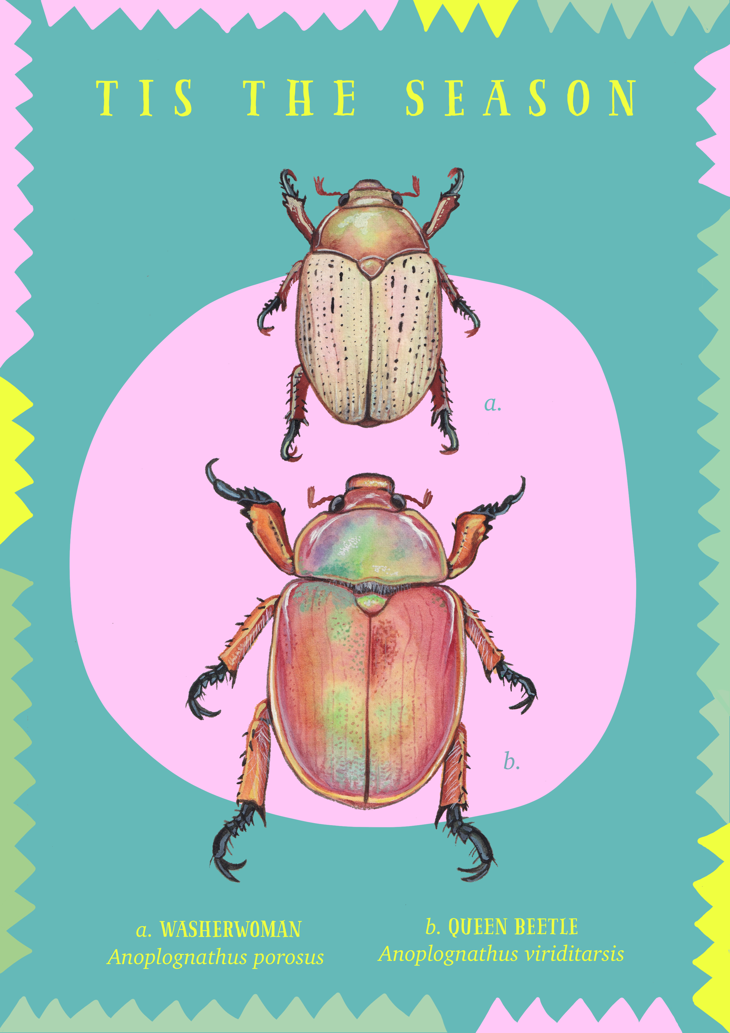 Beetle card blue.png