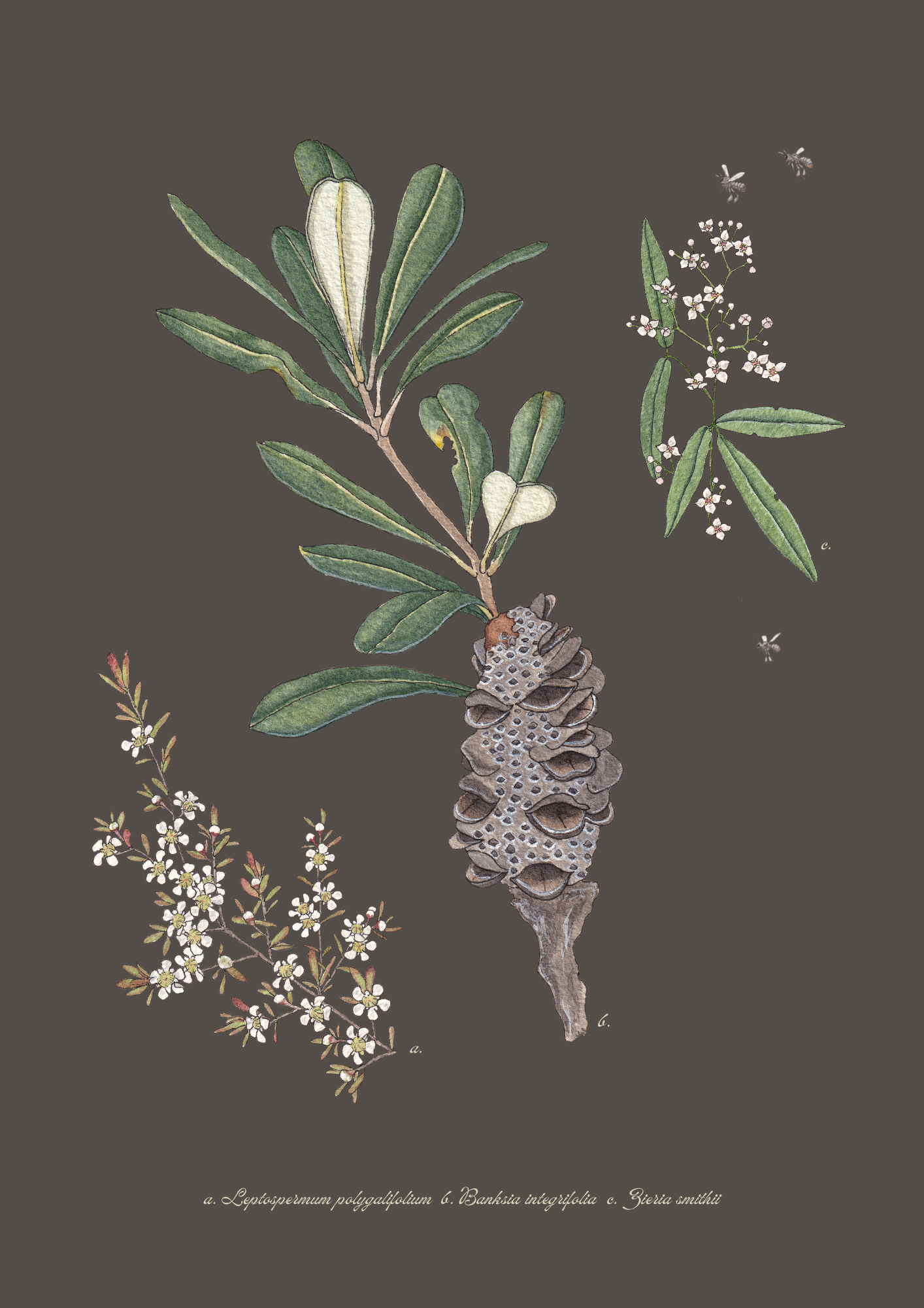 Banksia_storm.png