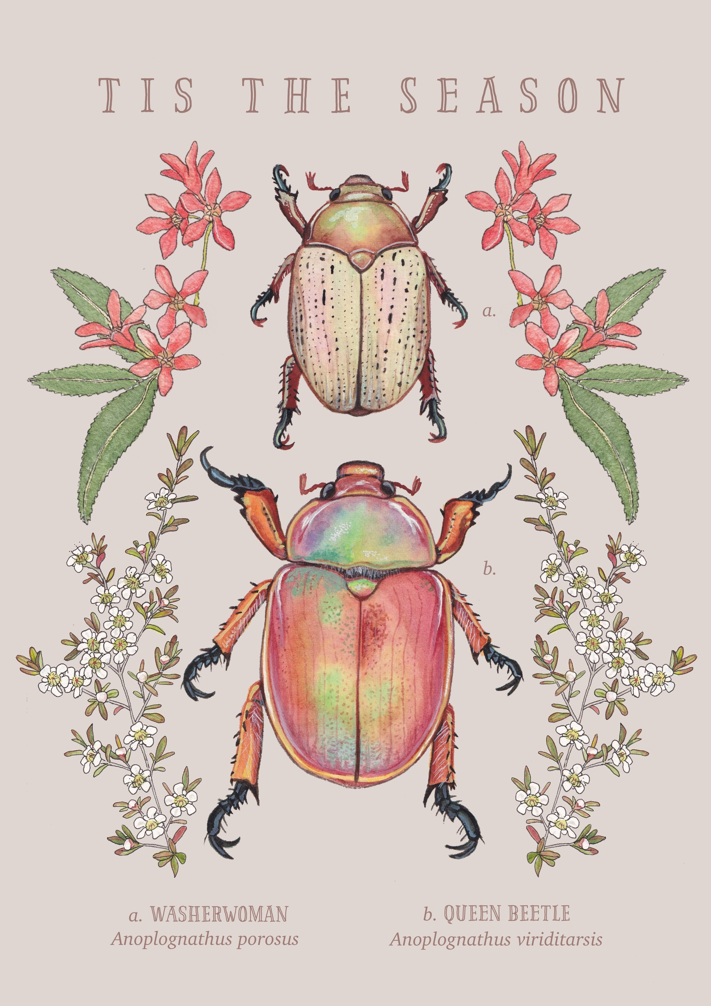 Beetles n plants lighter.jpg