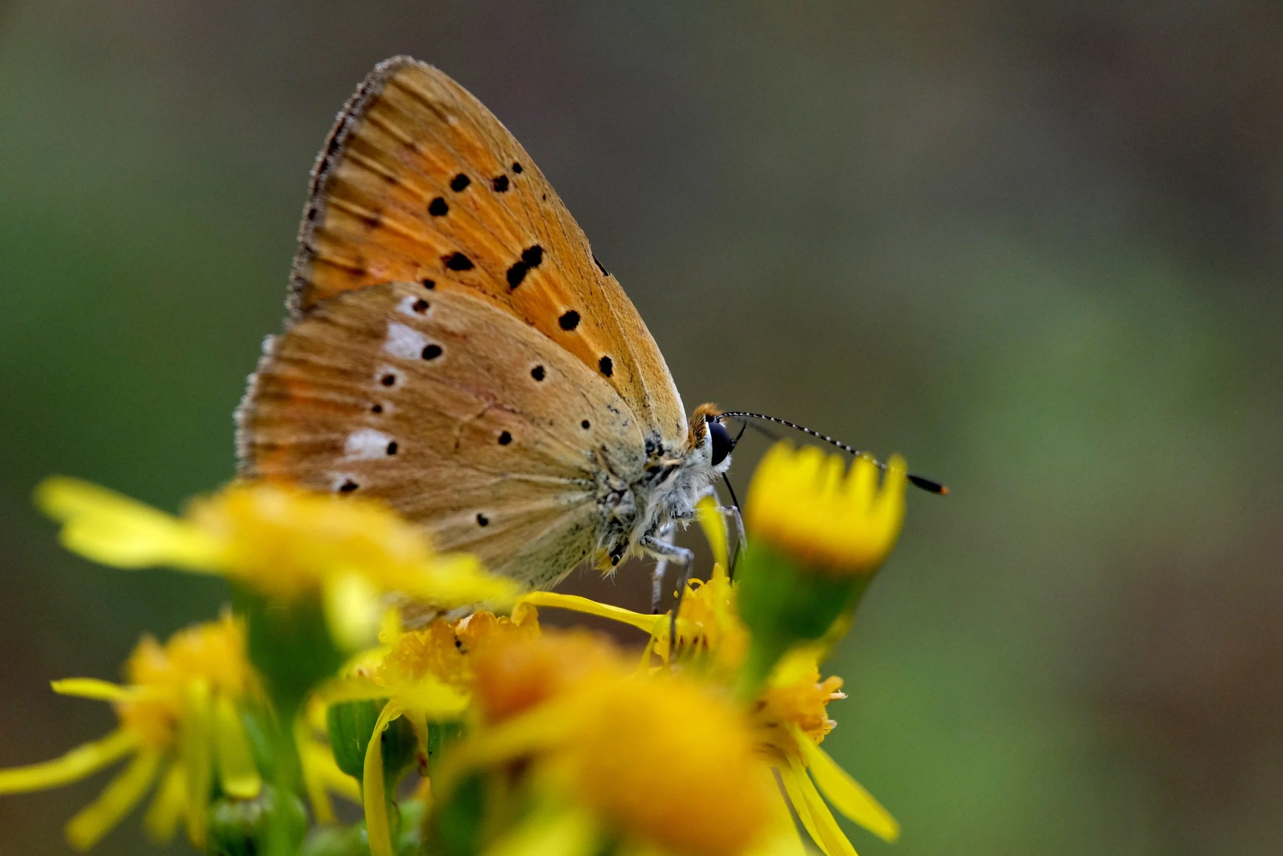Butterfly image to signify healing from trauma and PTSD through therapy.