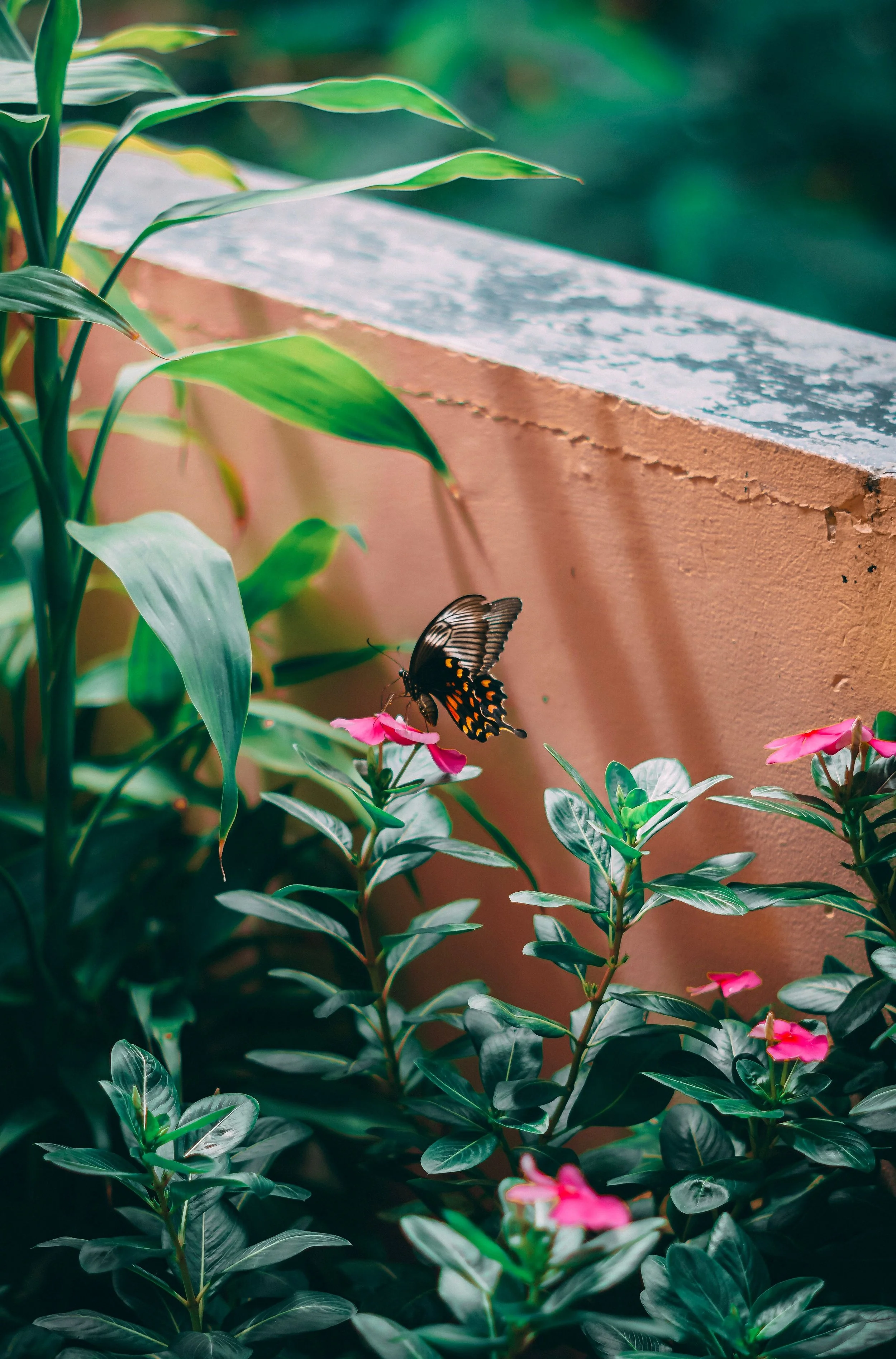 An image of a butterfly to symbolize healing from PTSD and trauma for a PTSD therapy practitioner's website