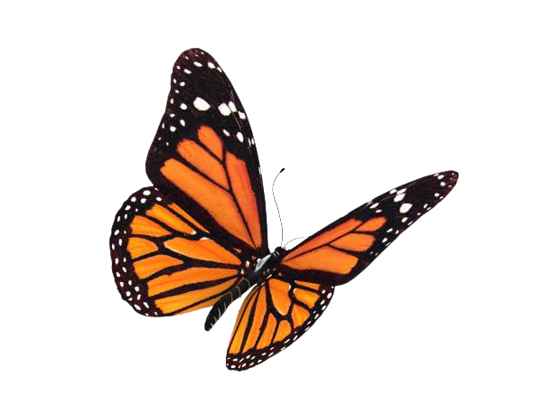 Calming portrait of a butterfly to symbolize healing from PTSD and trauma