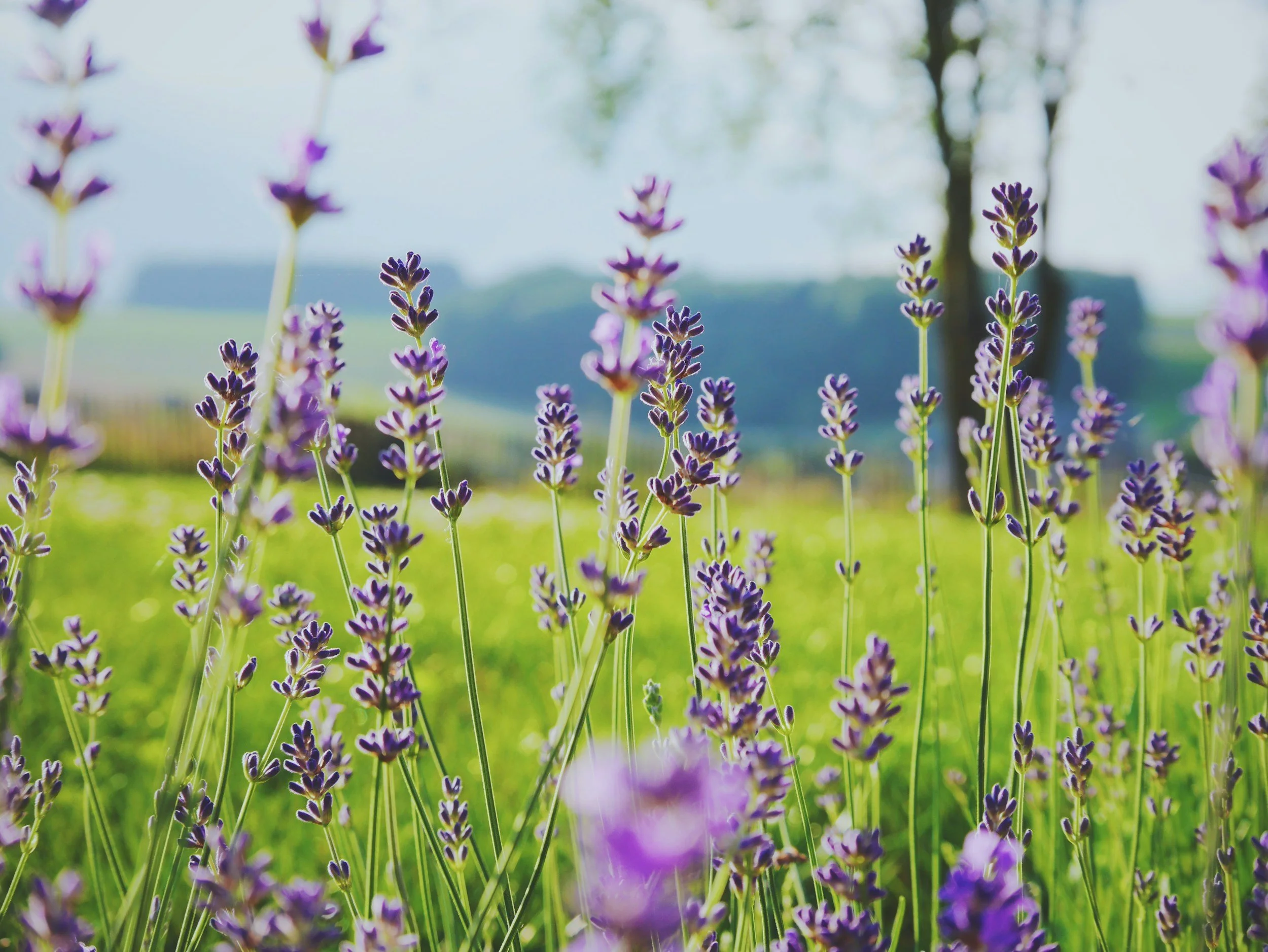 Lavender feild image to signify healing from trauma and PTSD through therapy.