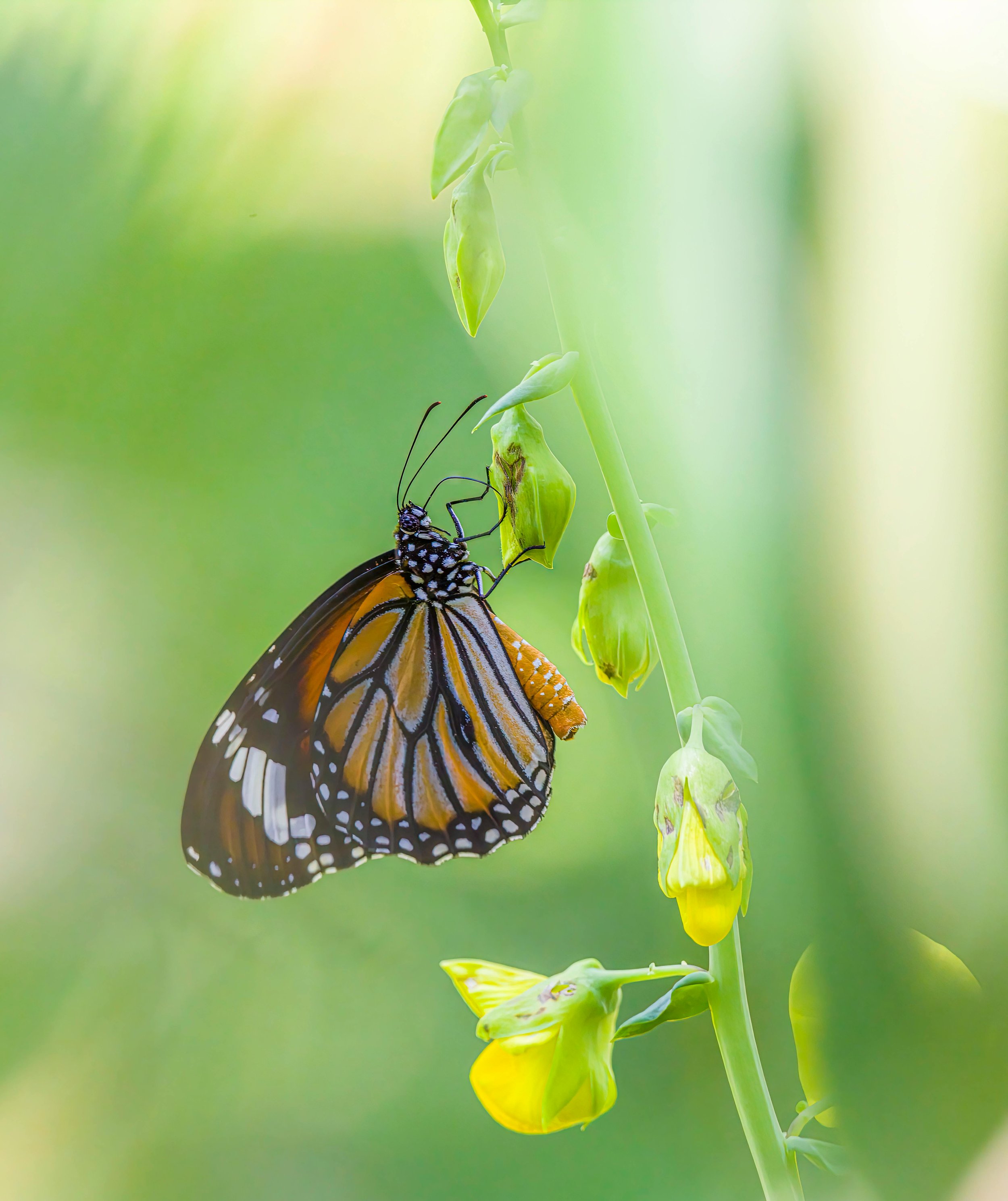 An image of a butterfly to symbolize healing from PTSD and trauma for a PTSD therapy practitioner's website