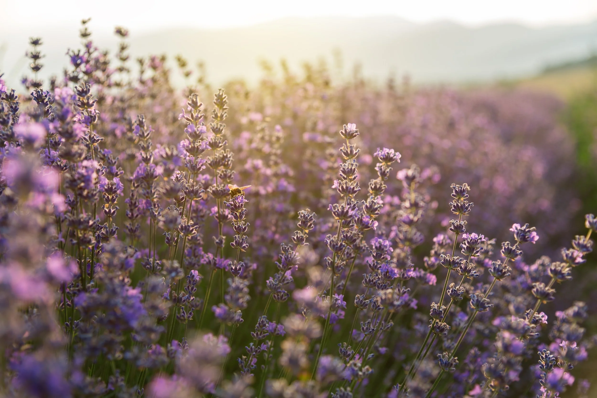 An image of sunshine pouring through a lavender field to signify healing from PTSD