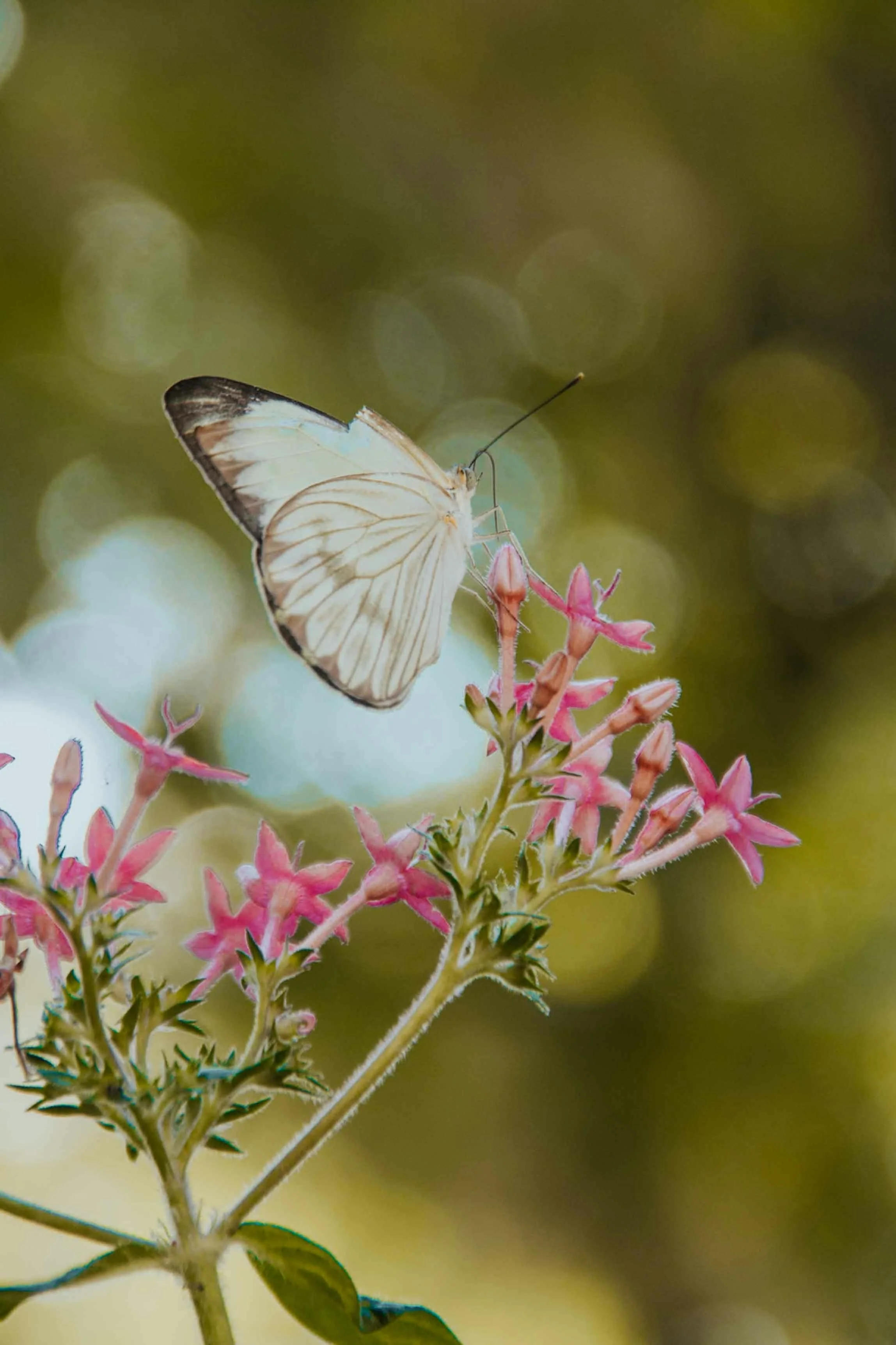 Butterfly image to signify healing from trauma and PTSD through therapy.