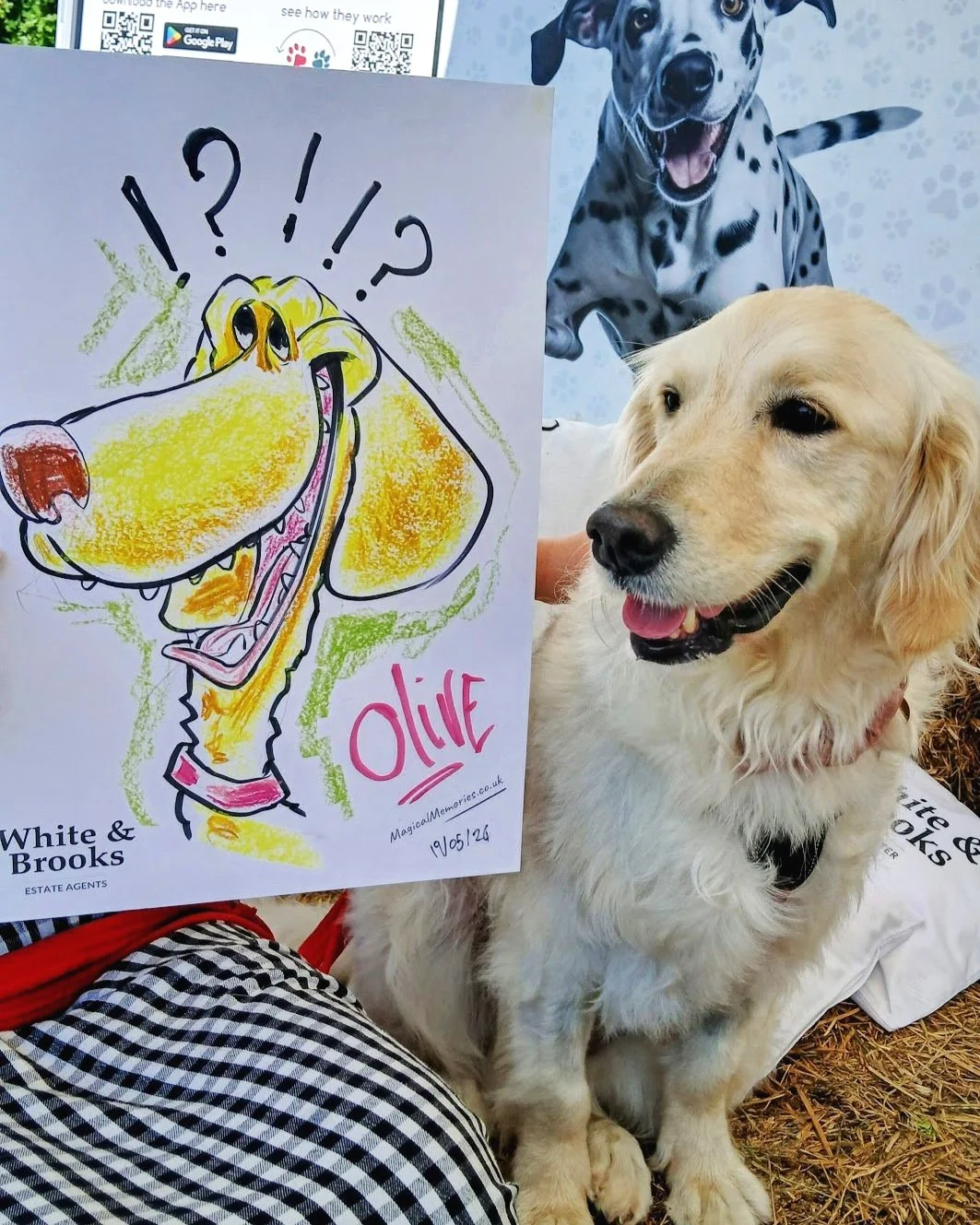 Dog Shows