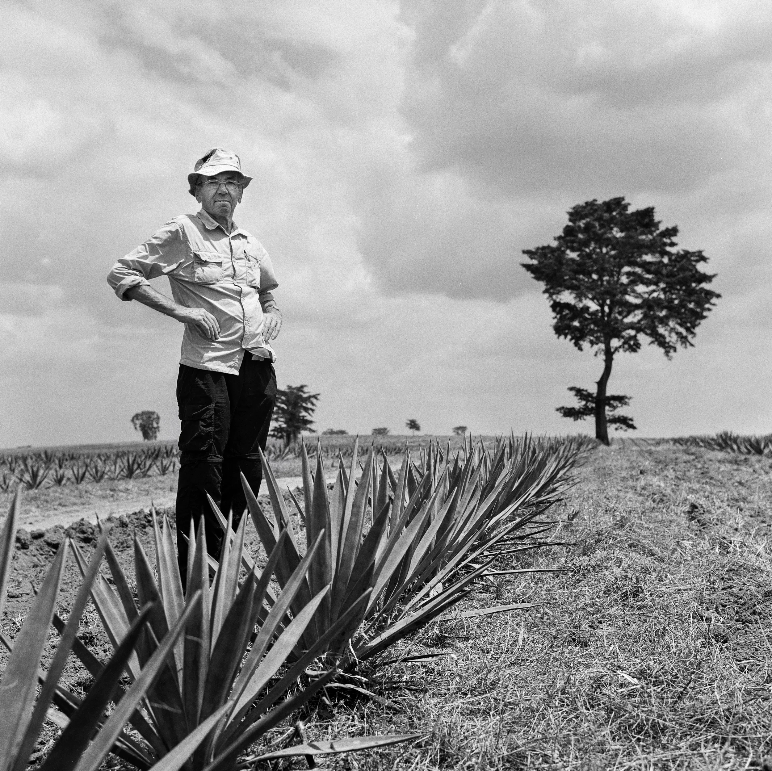 Eberhard Ströder im Sisal-Feld. 