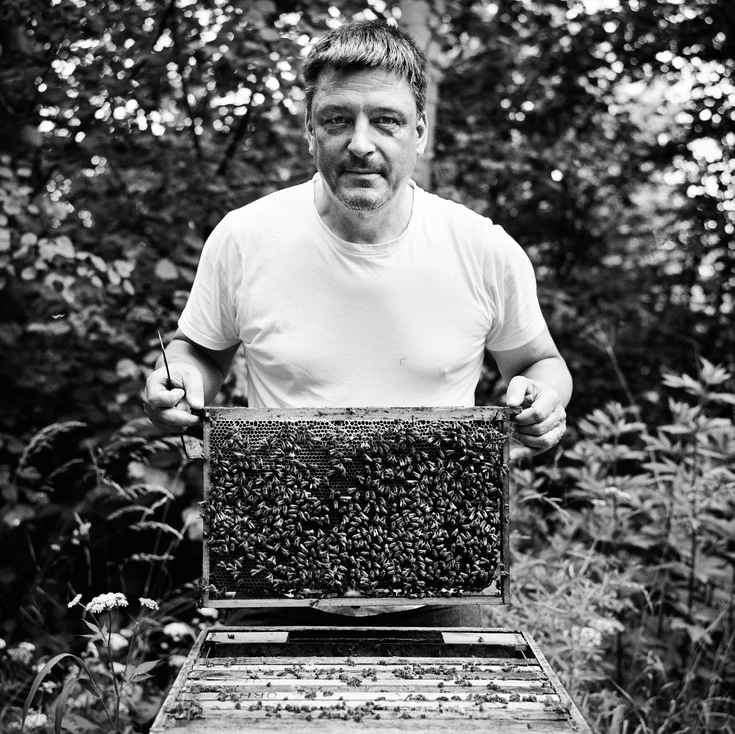  Ich schütze die Bienen, weil sie zu den wichtigsten Tieren gehören, die es gibt. Weil sie für Menschen, Tiere und Pflanzen überlebenswichtig sind und uns darüber hinaus so viel geben: Honig, Wachs, Propulis … sogar ihr Gift wird für Medikamente gege