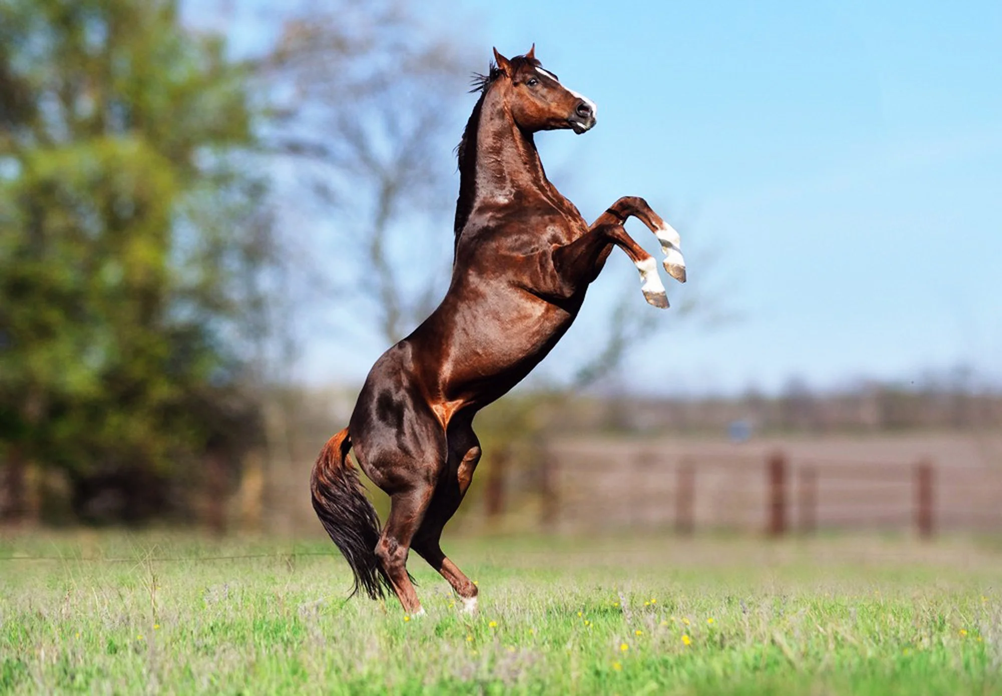 chestnut-racehorse-rearing-field-no-tack.jpg