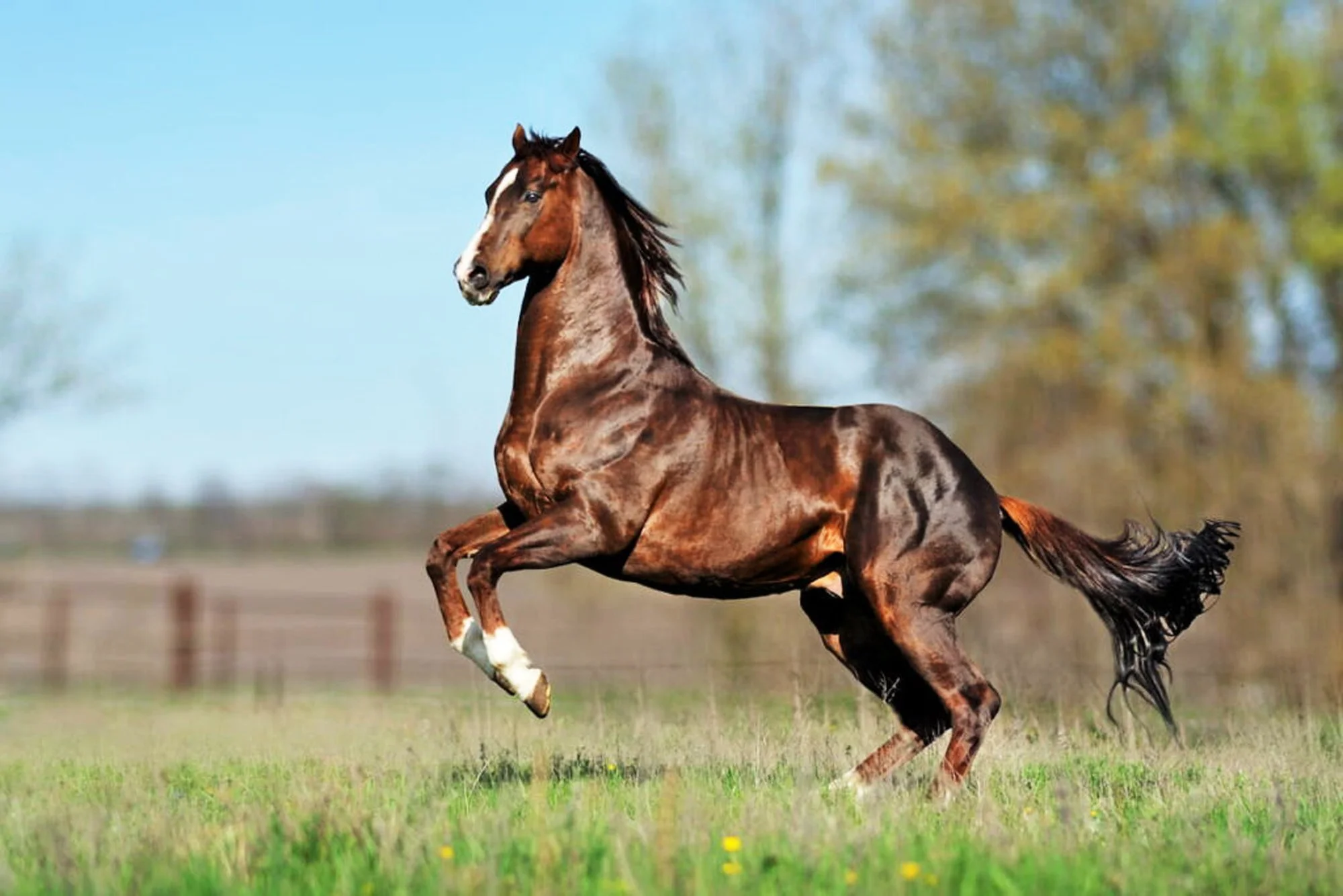 muscular-chestnut-racehorse-galloping-field-no-tack.jpg