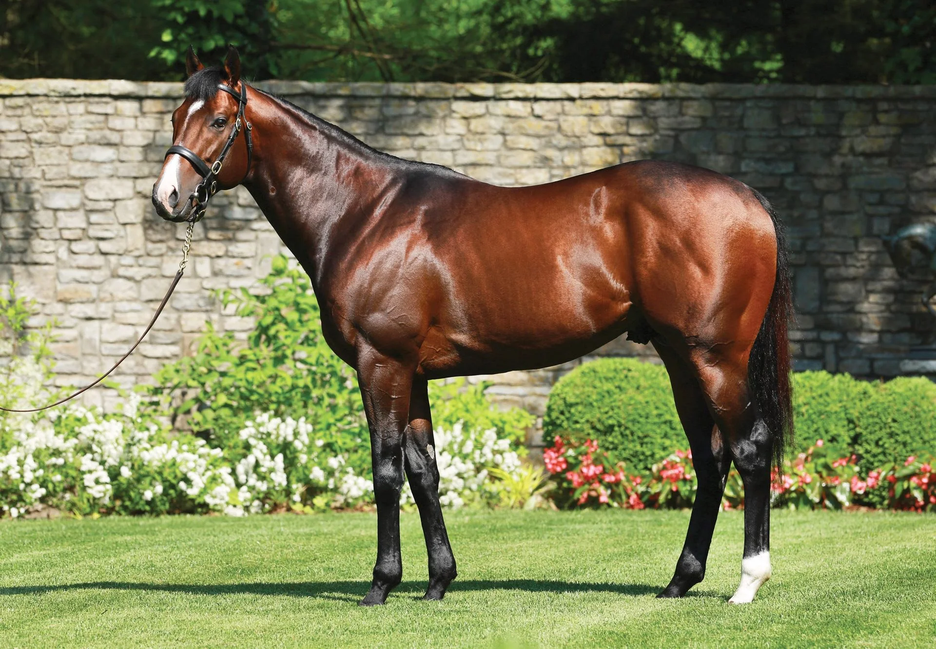 bay-thoroughbred-stallion-conformation-garden-stone-wall.jpg