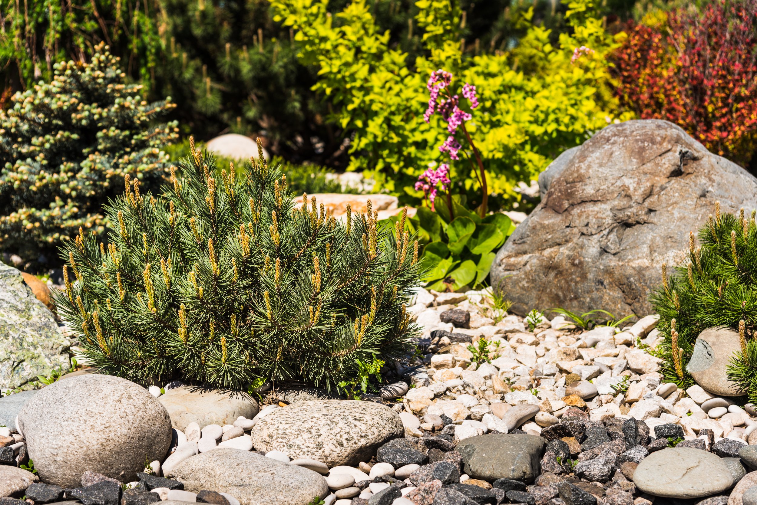 Alt text: A garden rockery featuring various plants and rockery stones, including a small evergreen shrub, pink flowers, and large glacial boulders, with colourful foliage in the background.