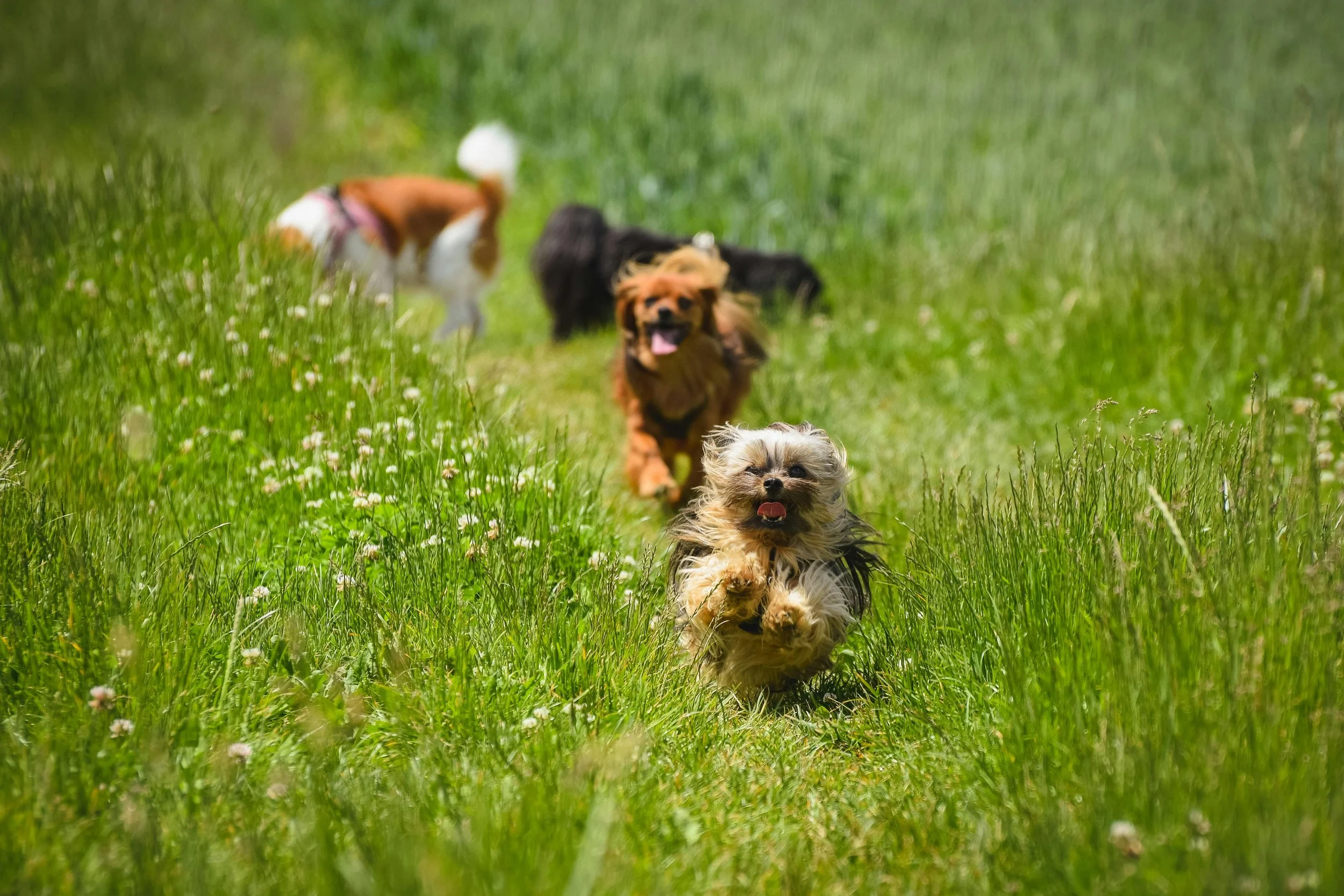 Four small dogs running on a grassy field with small white flowers, chasing each other happily.
