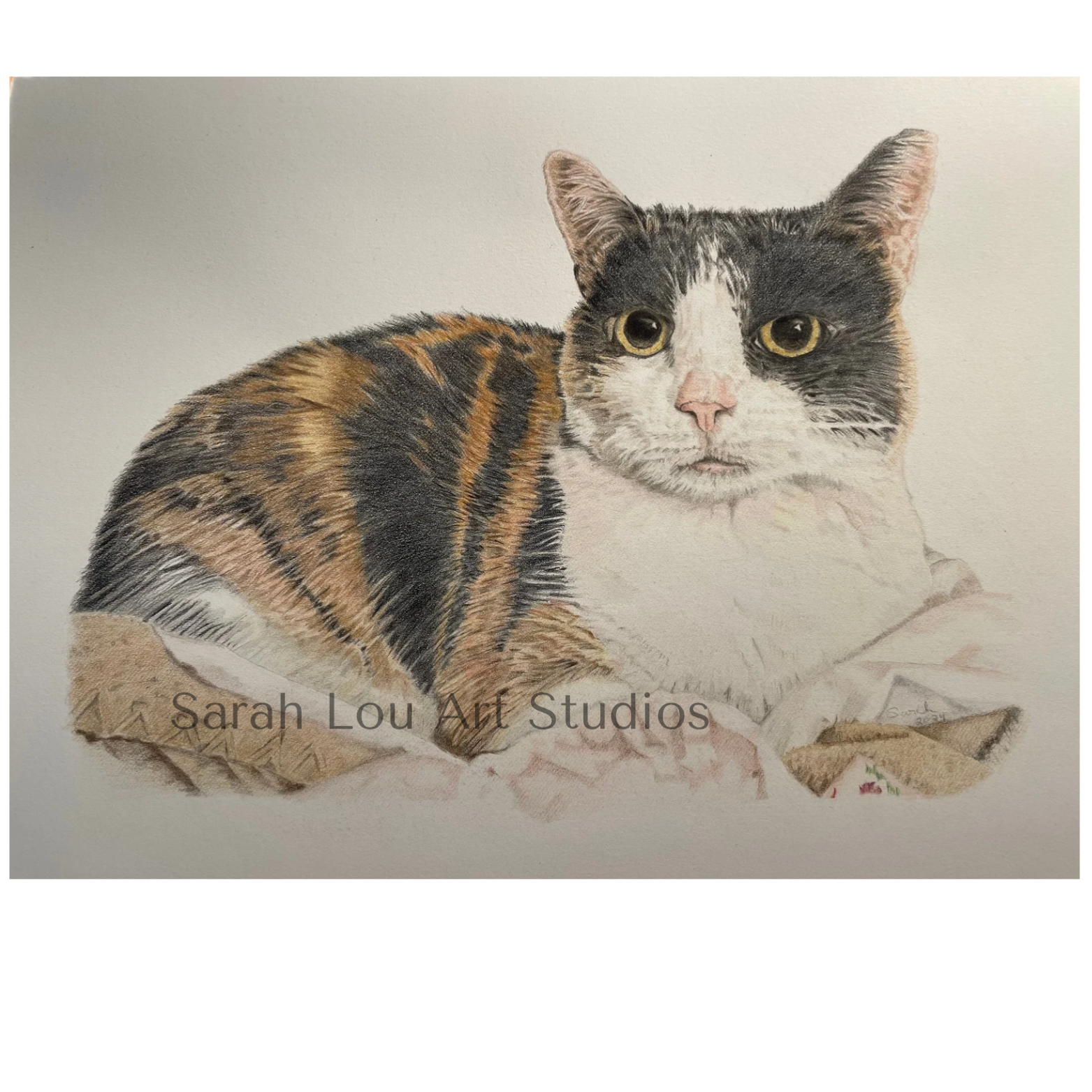 ‘Sophie’, colored pencil