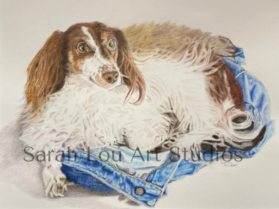 ‘Frank’, 12x16 colored pencil