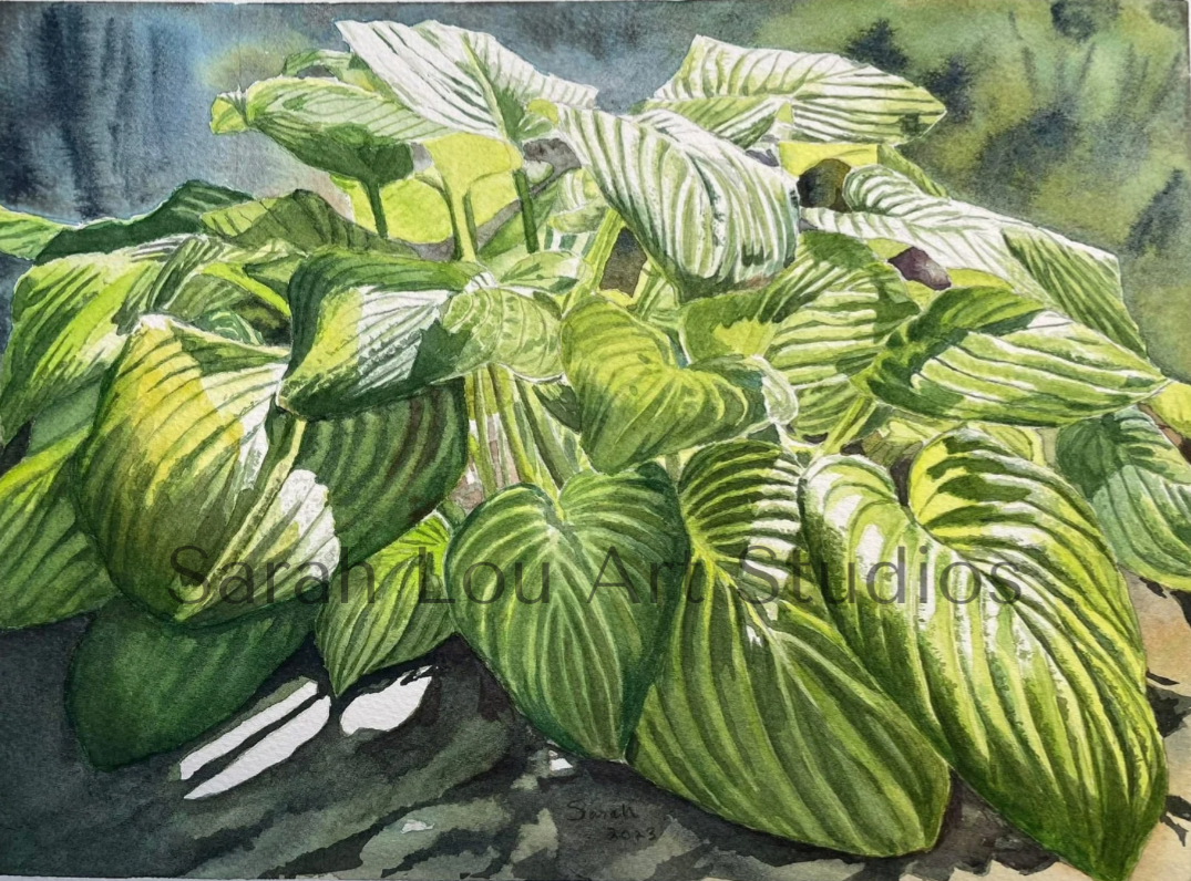 ‘Hosta in morning sun’,  watercolor