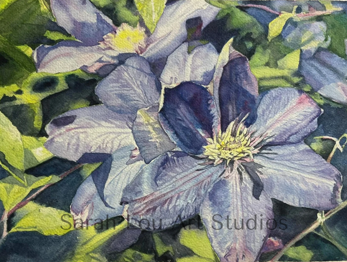 ‘Clematis’,  watercolor