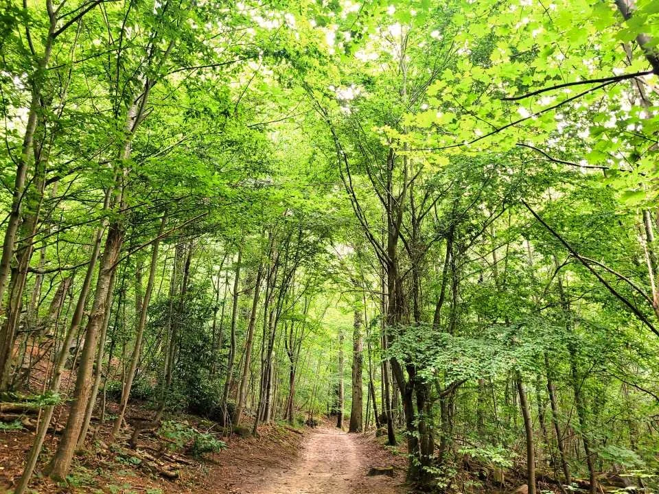 Balade en forêt