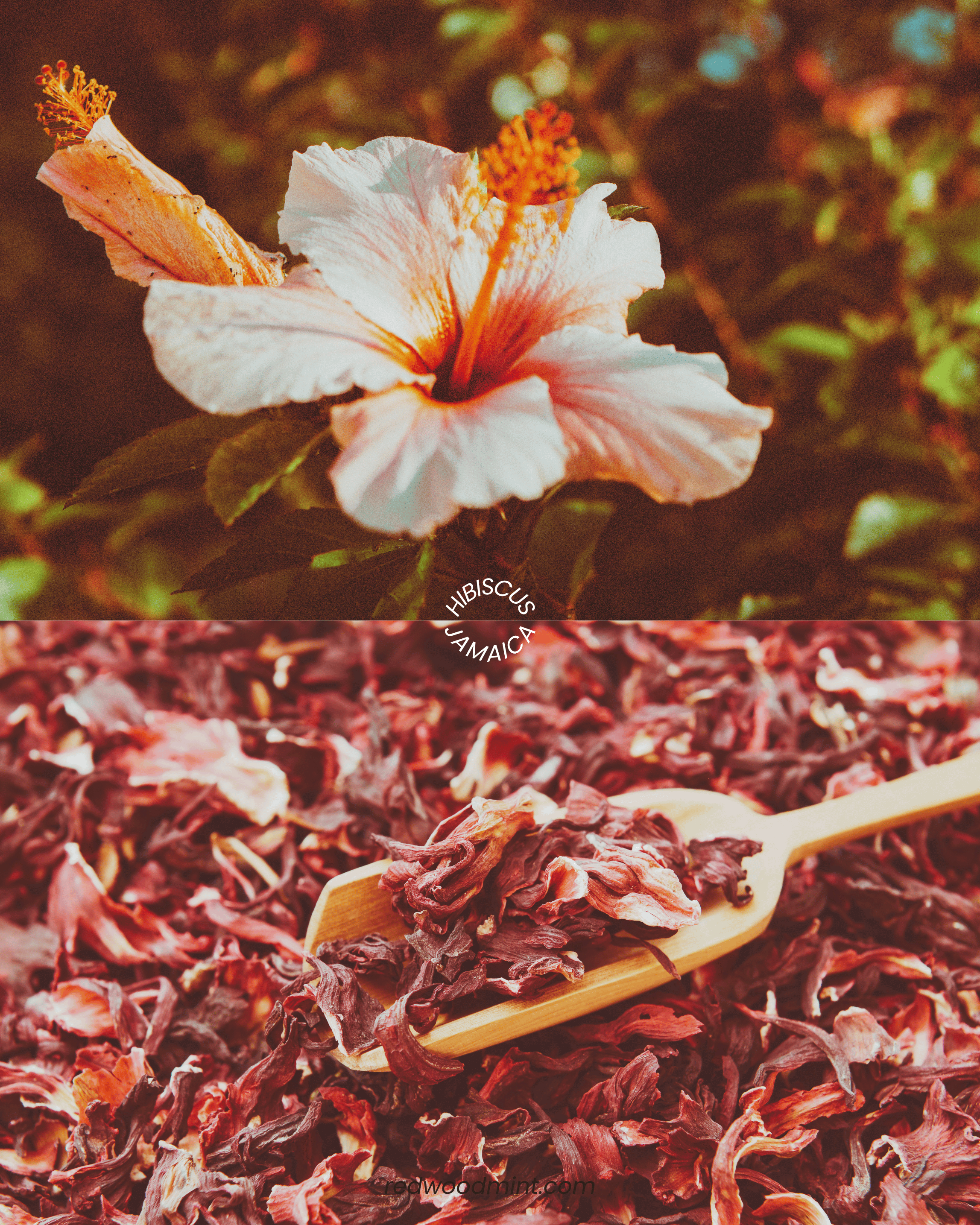 HIBISCUS FLOWER POWER