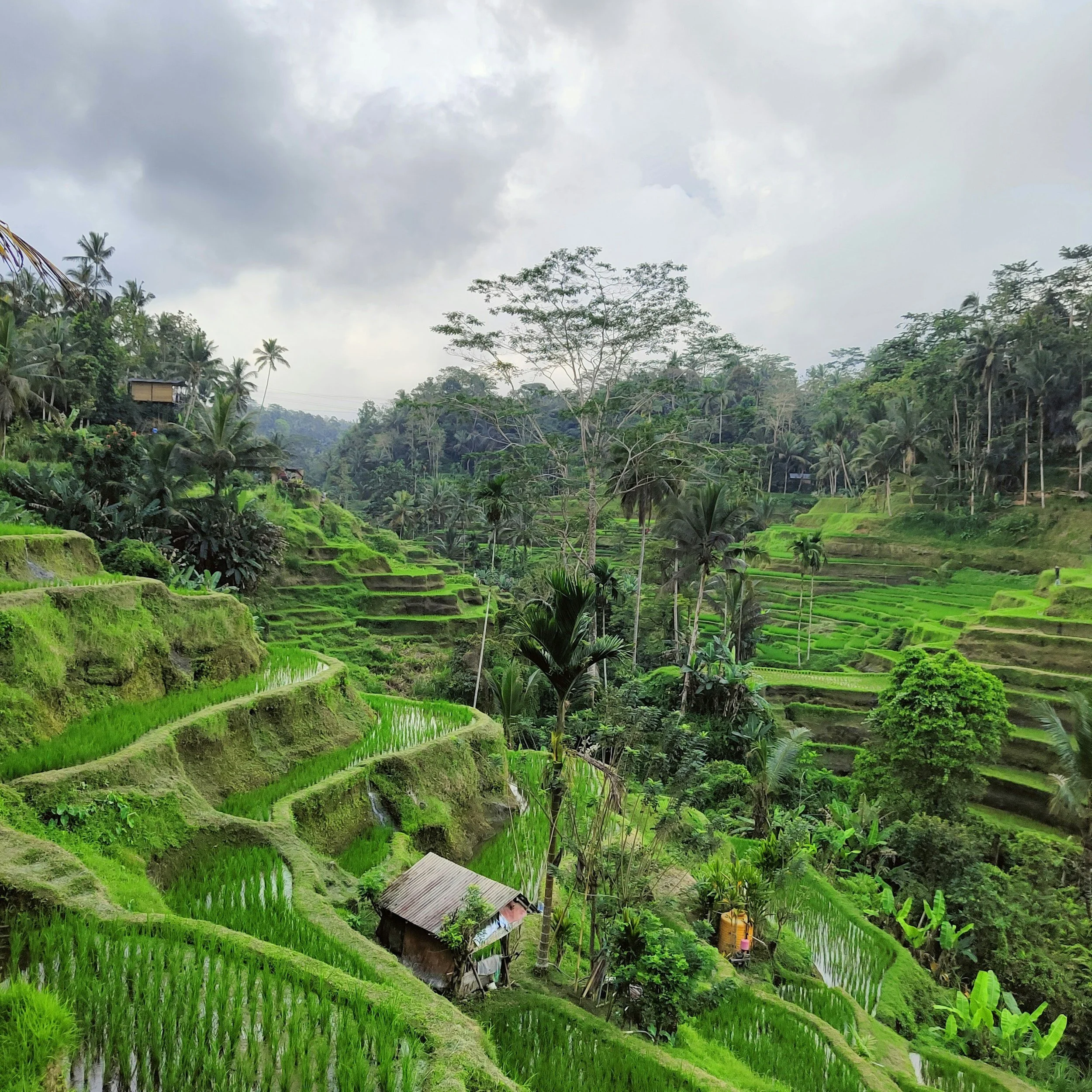 Lush green terraced rice fields on a hillside in a tropical jungle with palm trees and dense foliage under a cloudy sky.