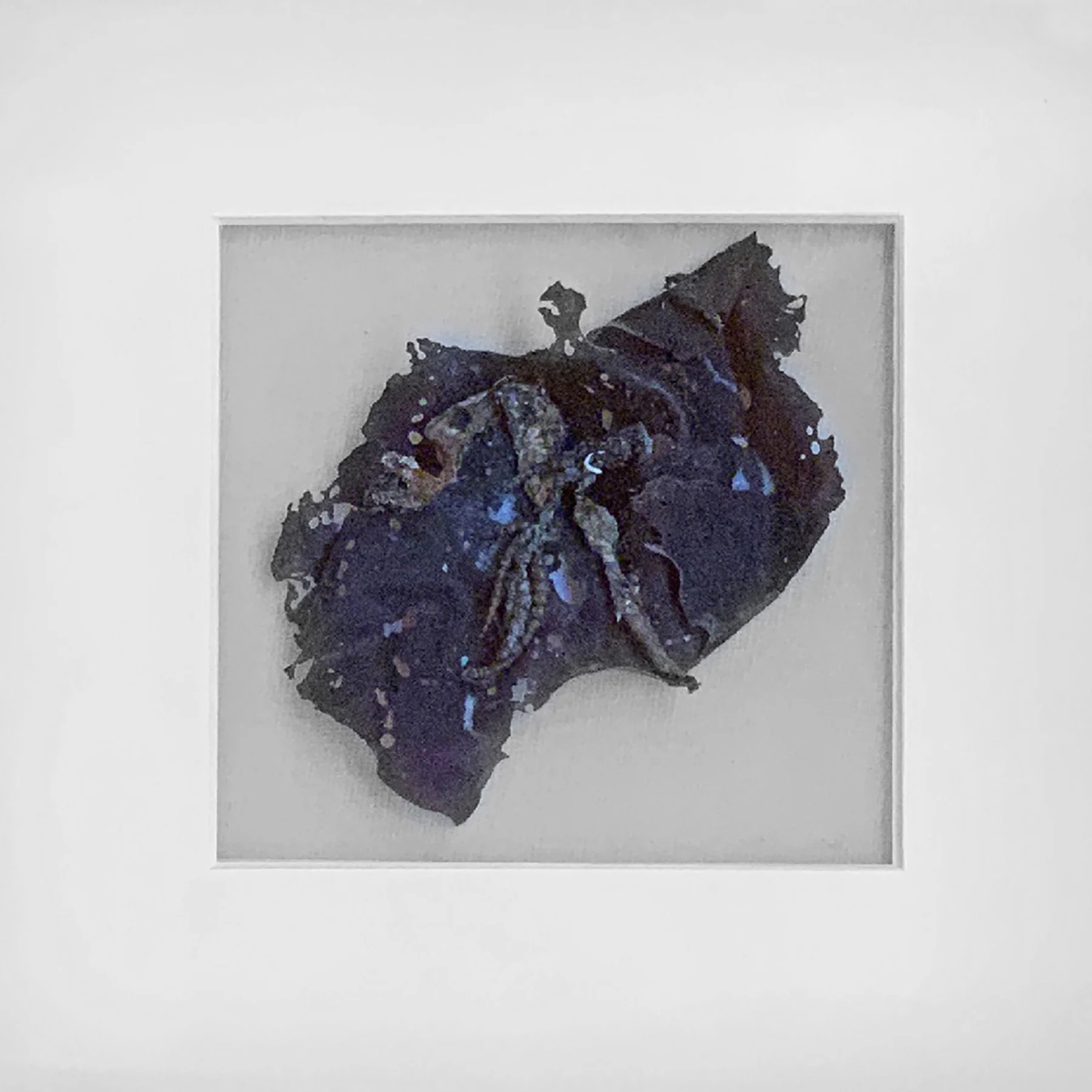"Engulfed". Seaweed.
8 x 8 inches