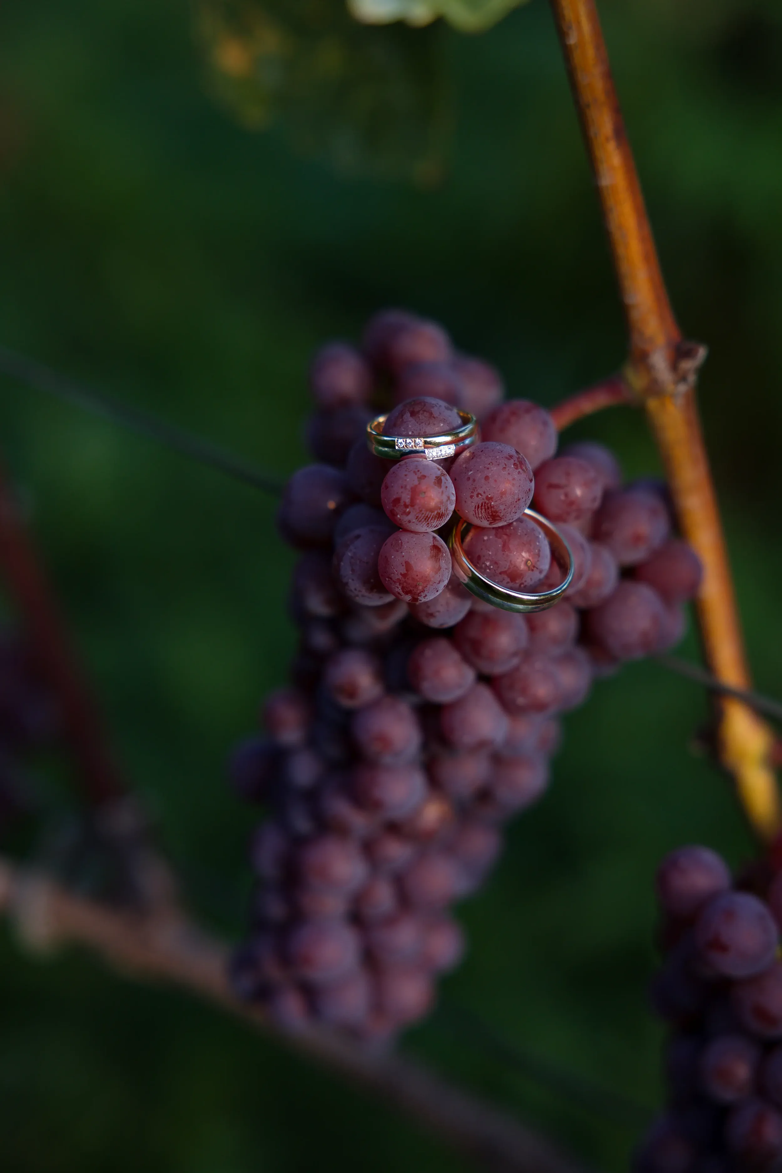 Vineyard-wedding-Frysling-the-Netherlands-rings.webp