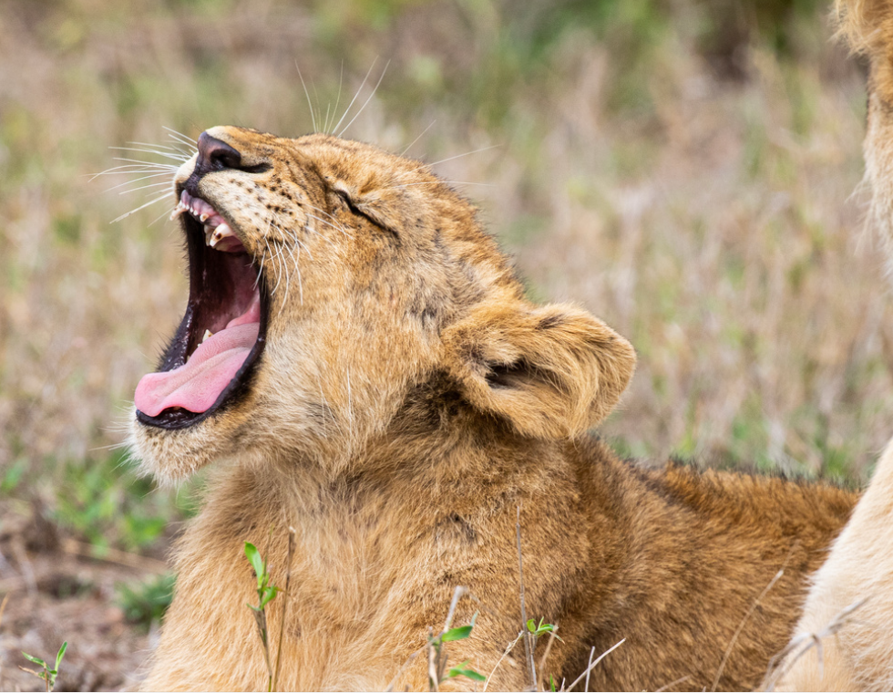 Screenshot 2025-10-21 at 11.02.57 AM.png