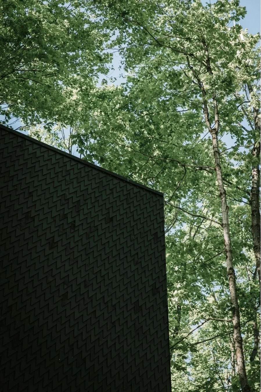 tree house_7.jpg